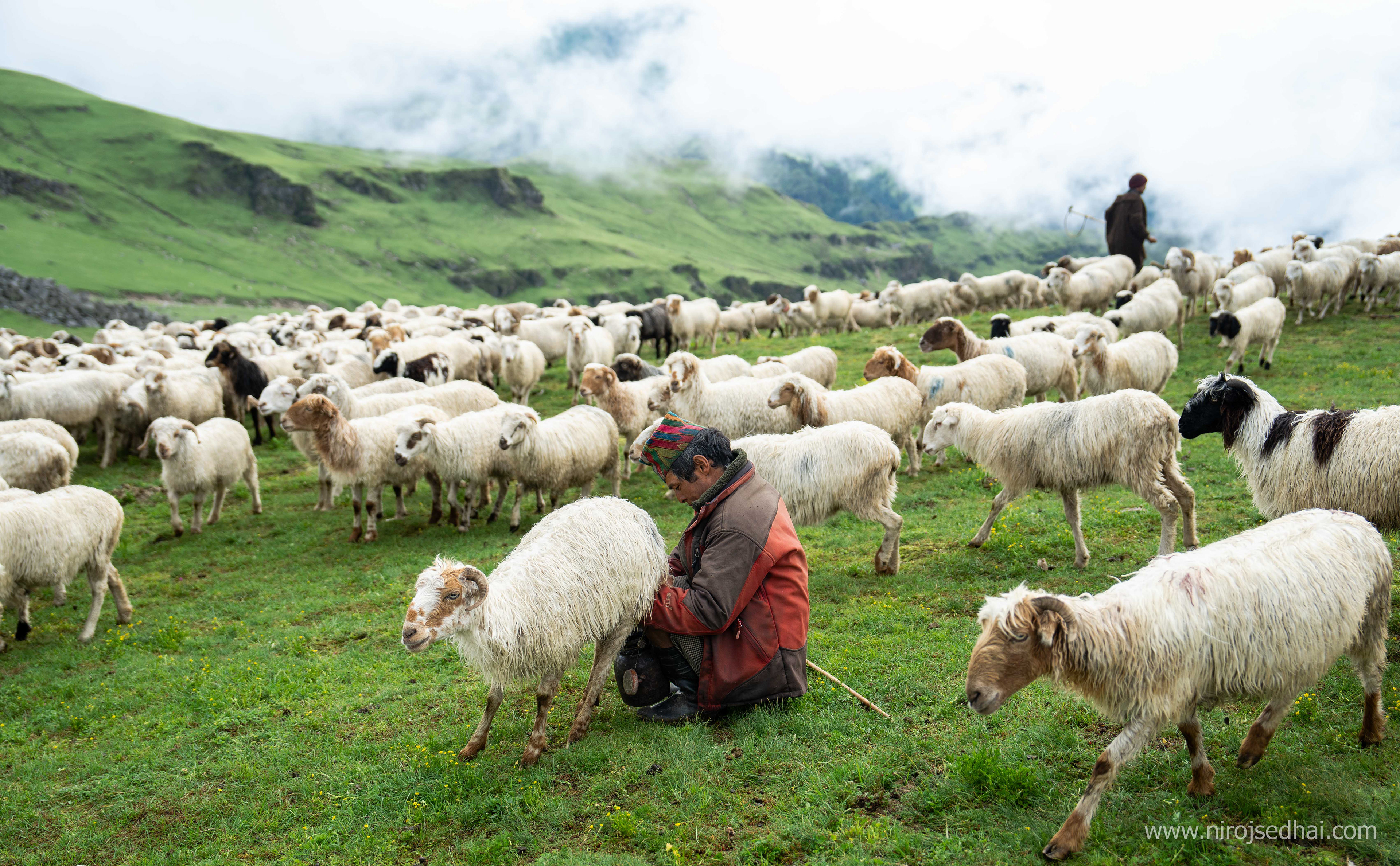 Milking of sheep before taking sheep for grazing