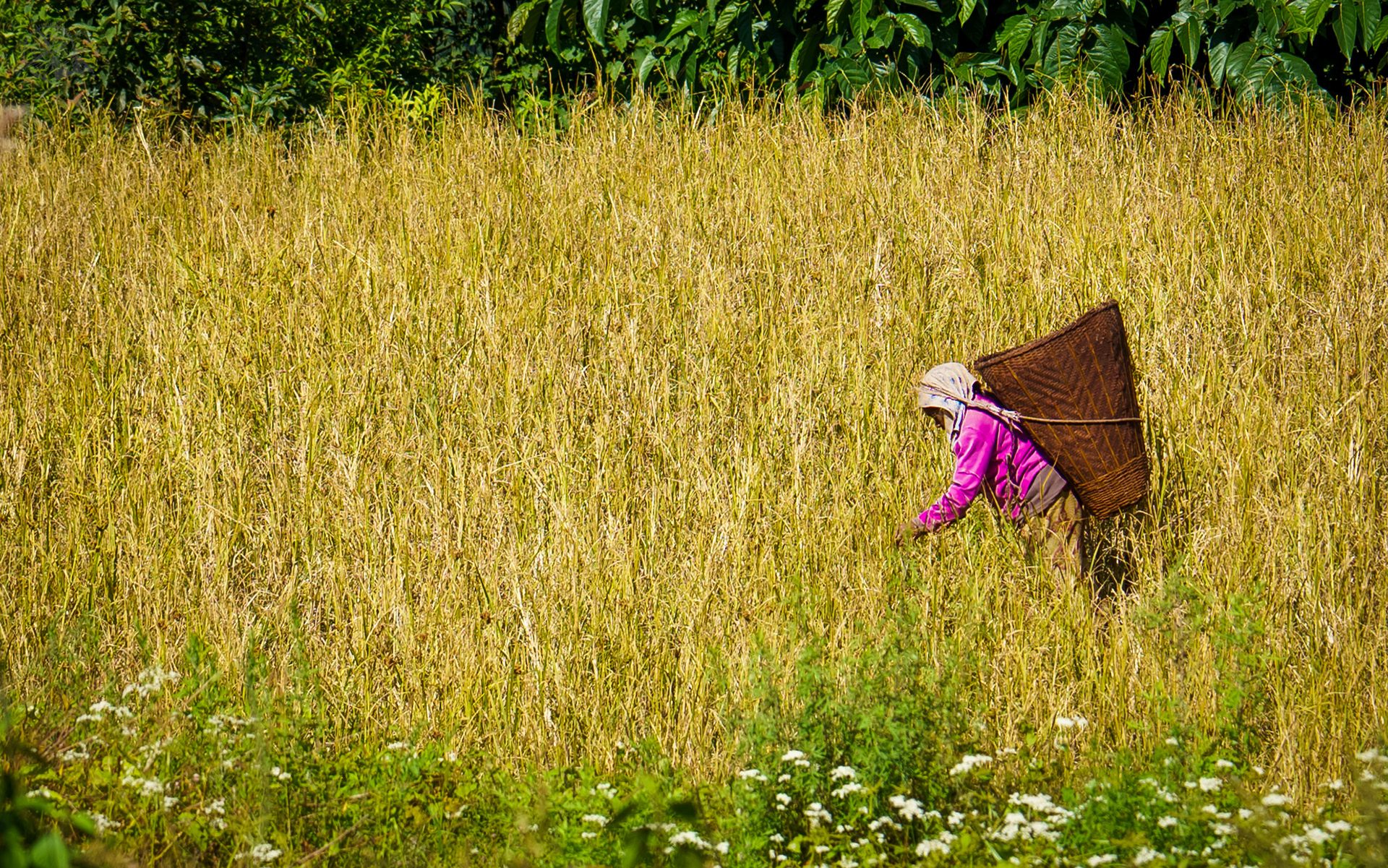 Millet harvesting in the midhills of Nepal