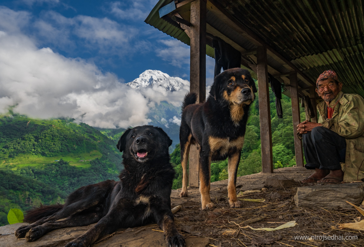 Shepherd with his dogs in Kaski district