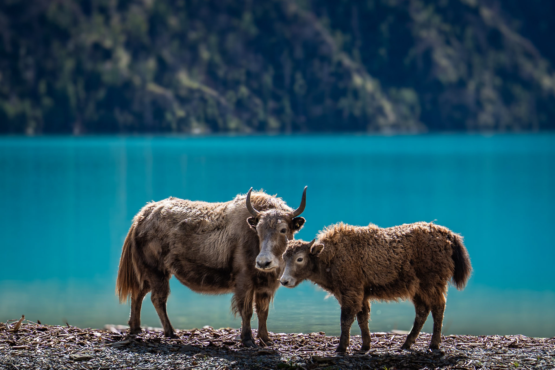 Yaks of Shey-Phoksundo national Park