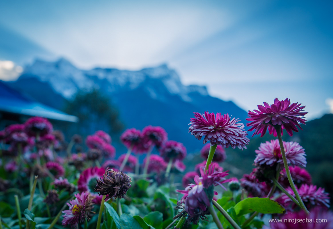 Namche bazaar and autumn flowers