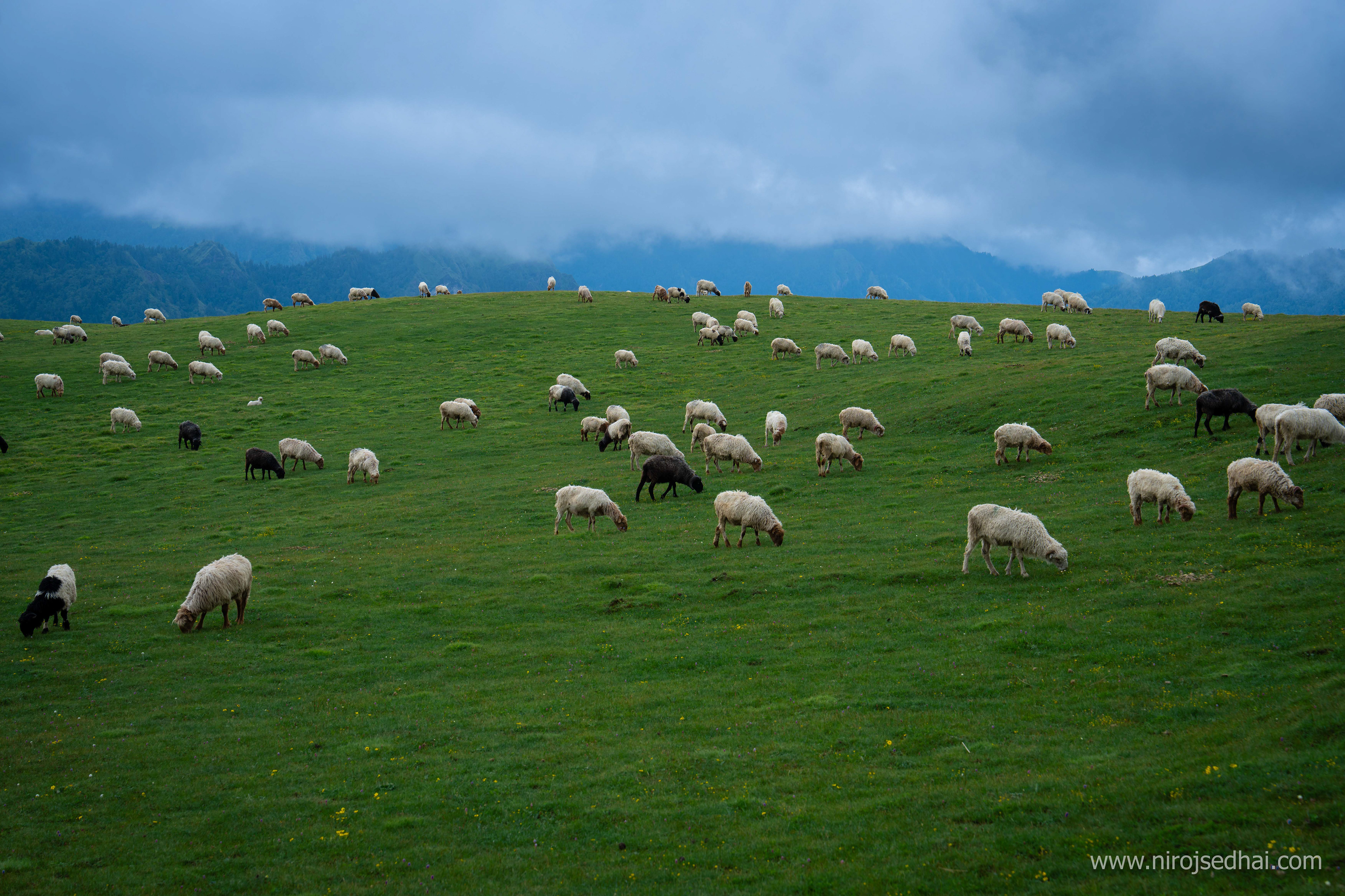 Sheeps above Rajban