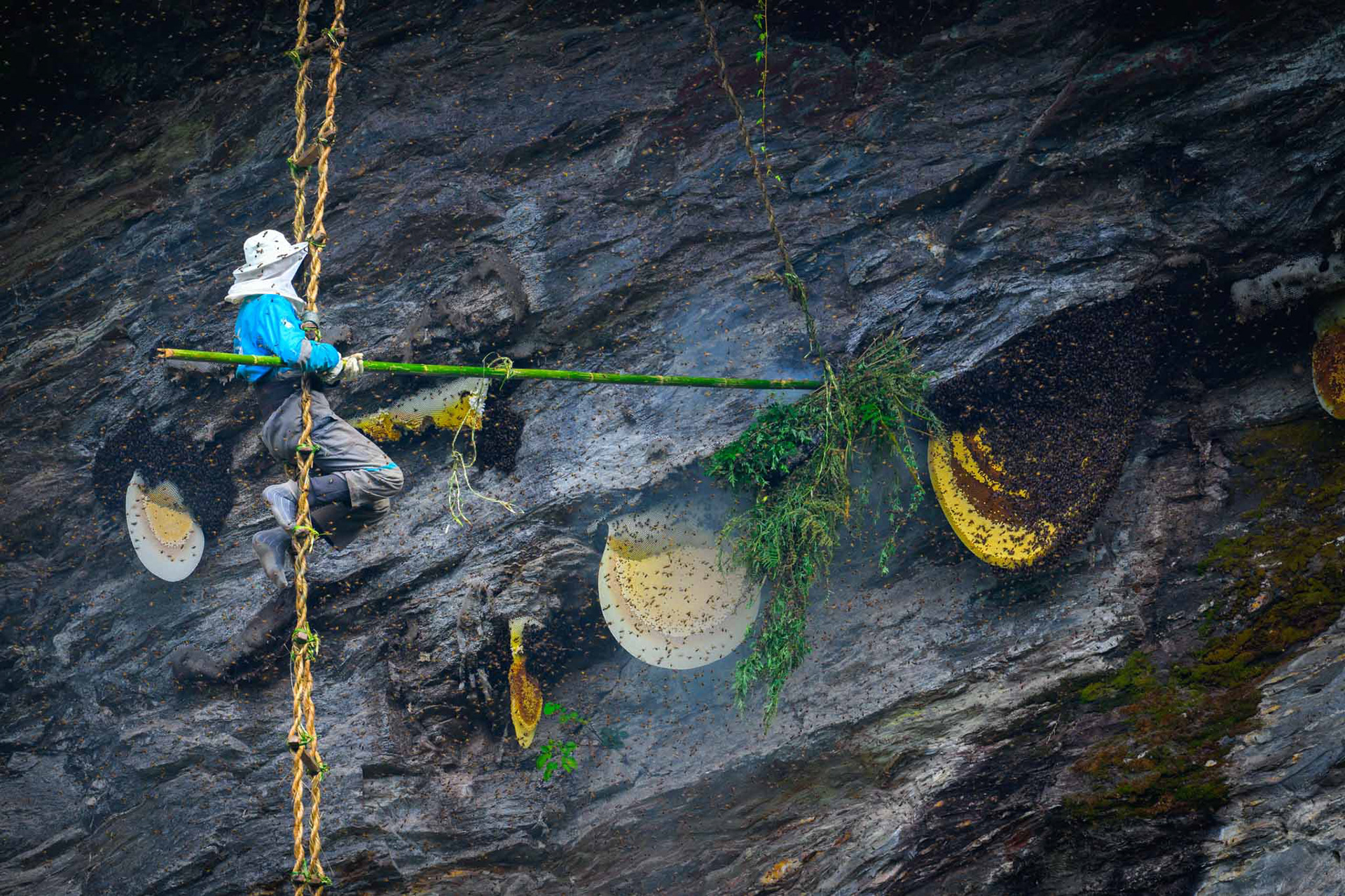 Honey Hunter of Himalayas