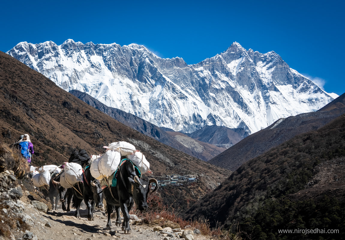 Yaks along the trail to Dingboche village