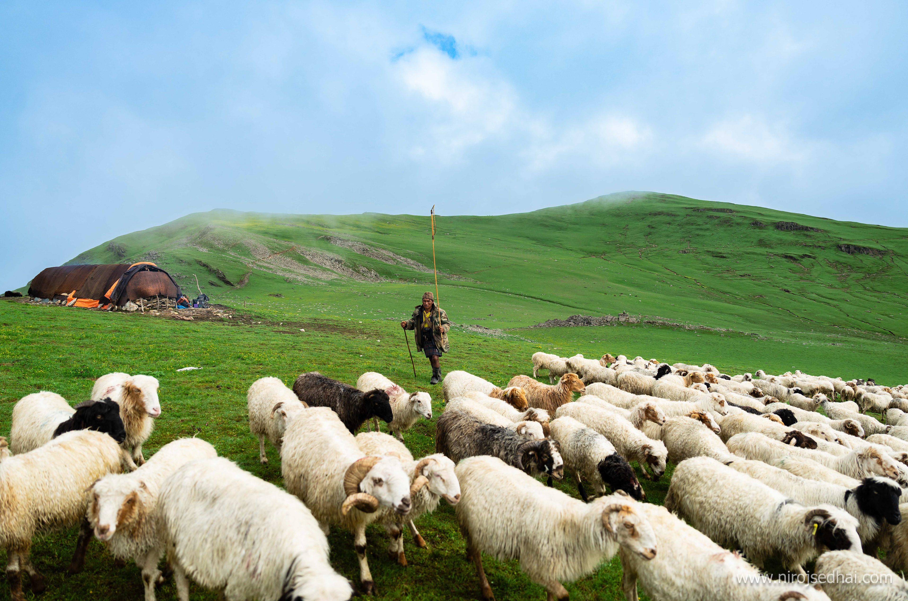 Shepherd of Tikdhara
