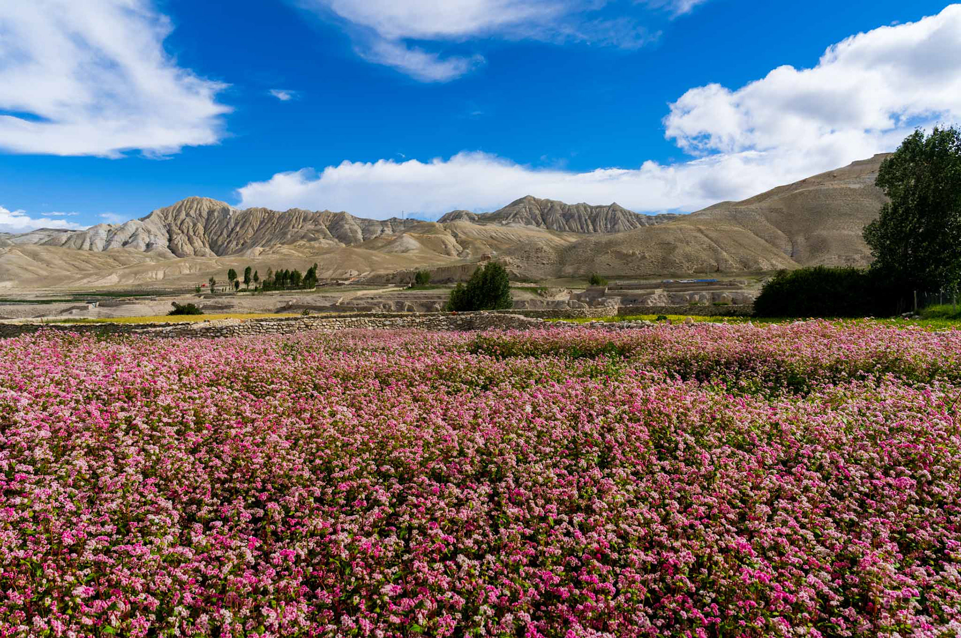 Buckwheat fields of Upper mustang
