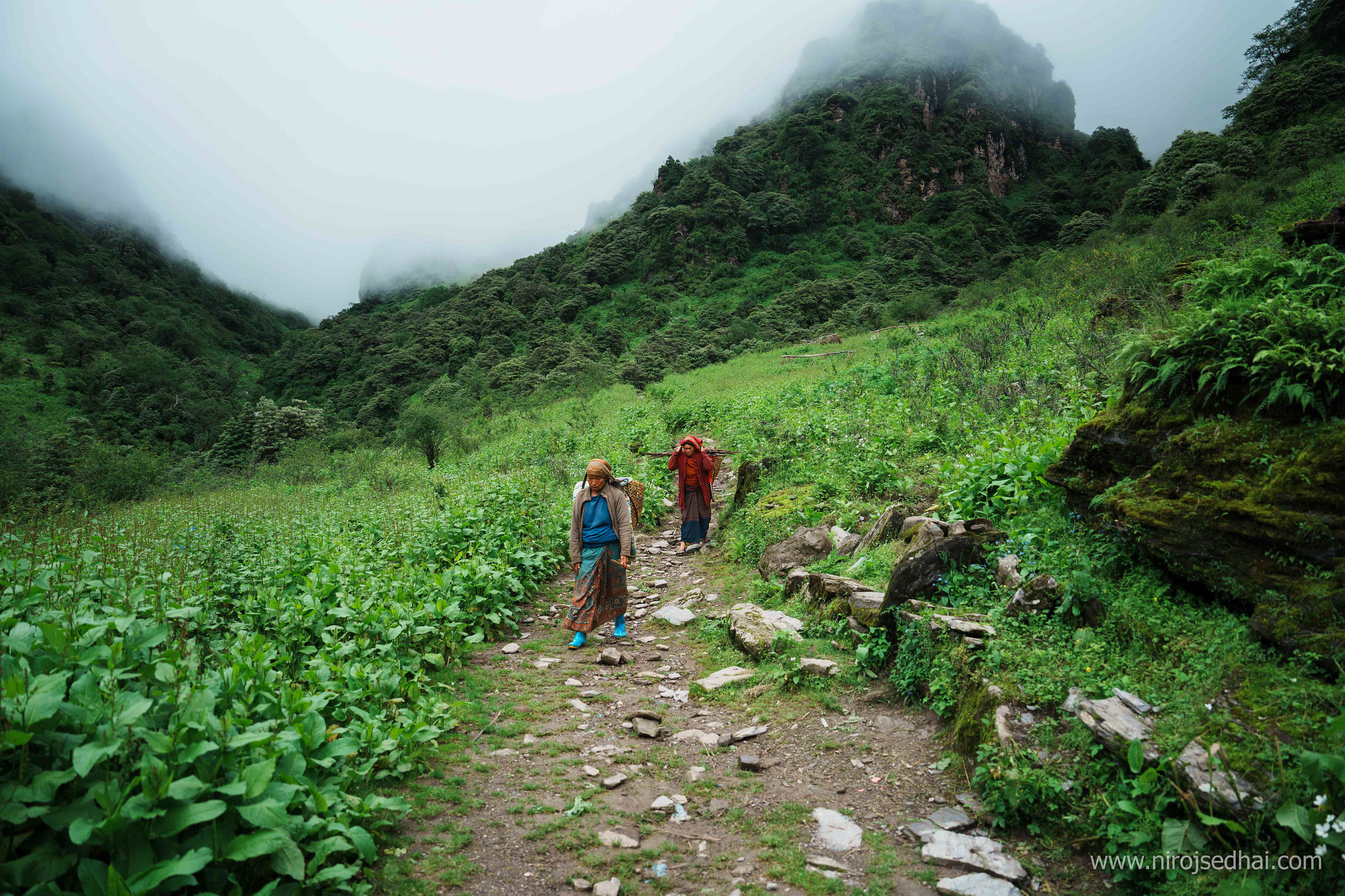 Wife of a shepherd coming down from the pastureland to Dhorpatan civilization