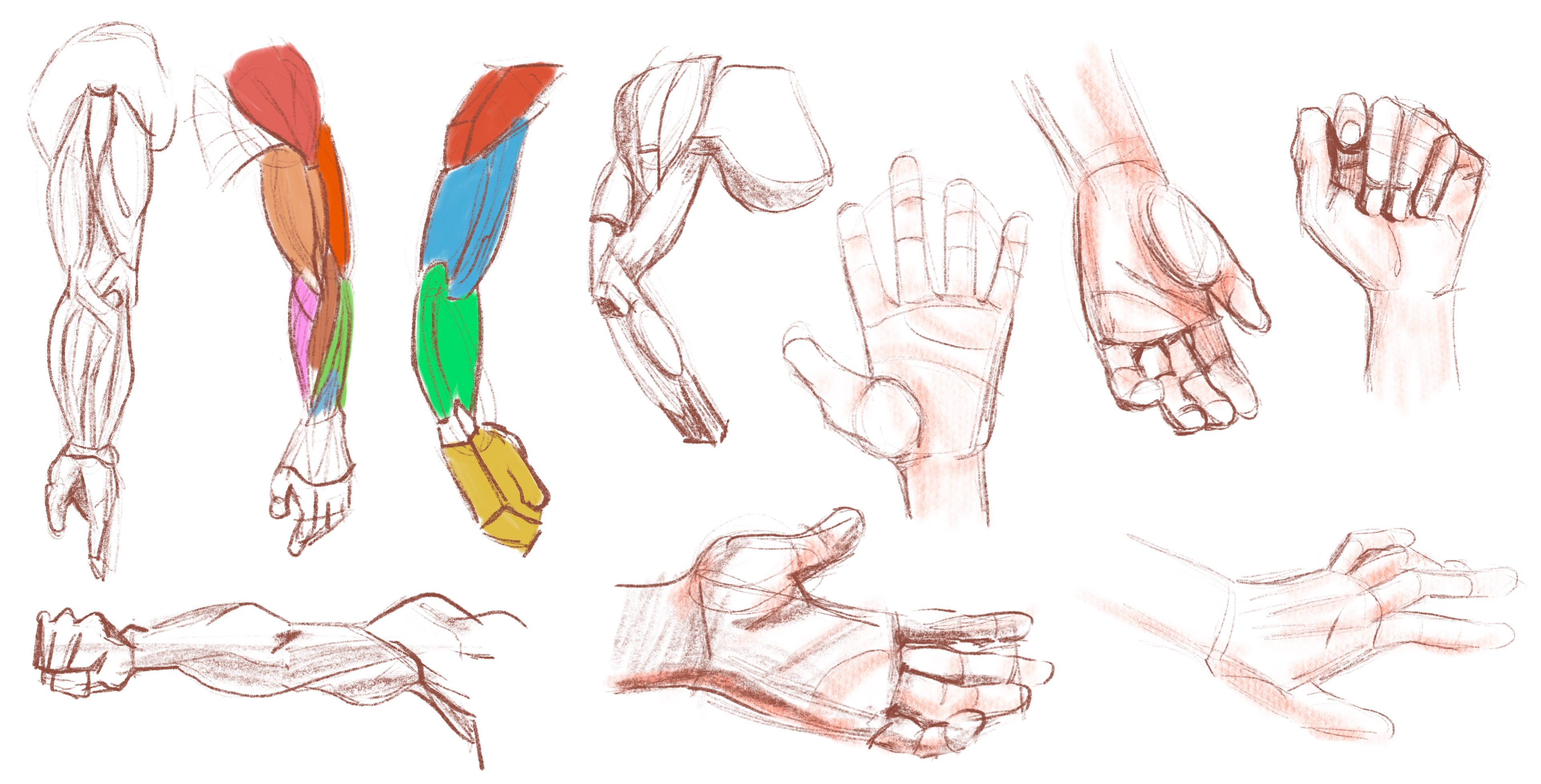 2D Arm and Hand Studies