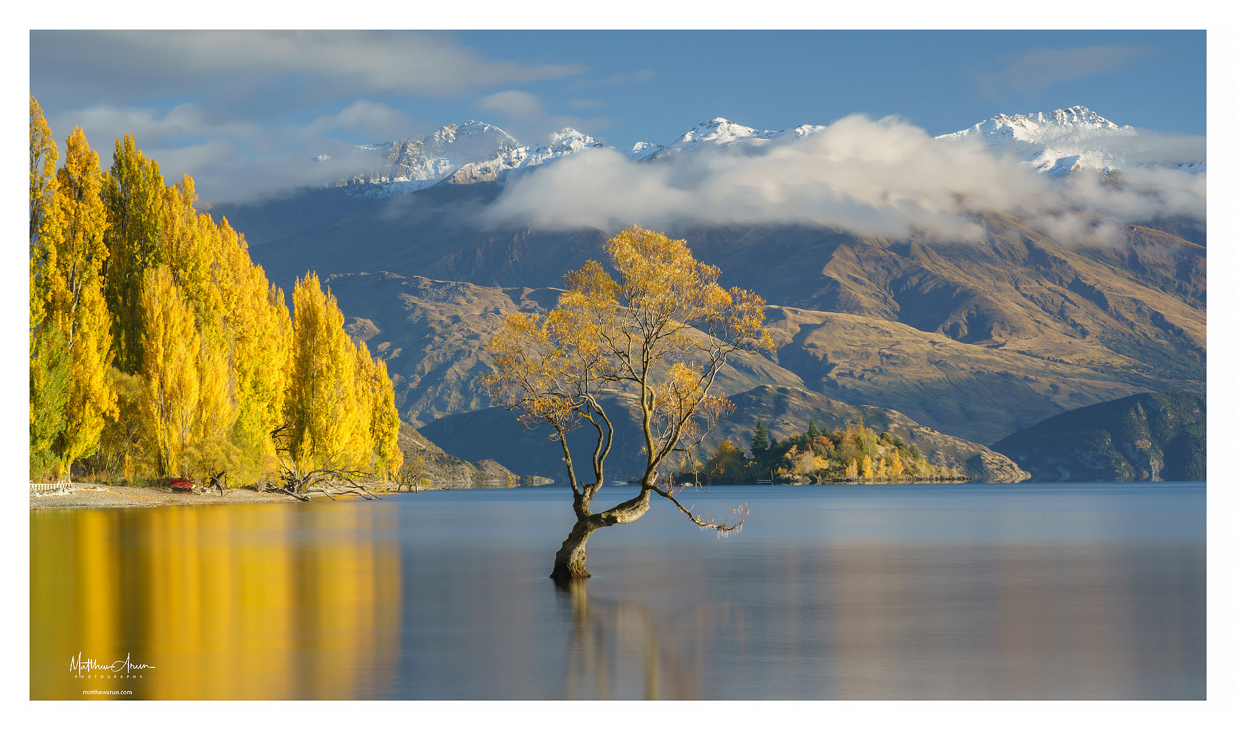 The Wanaka Tree