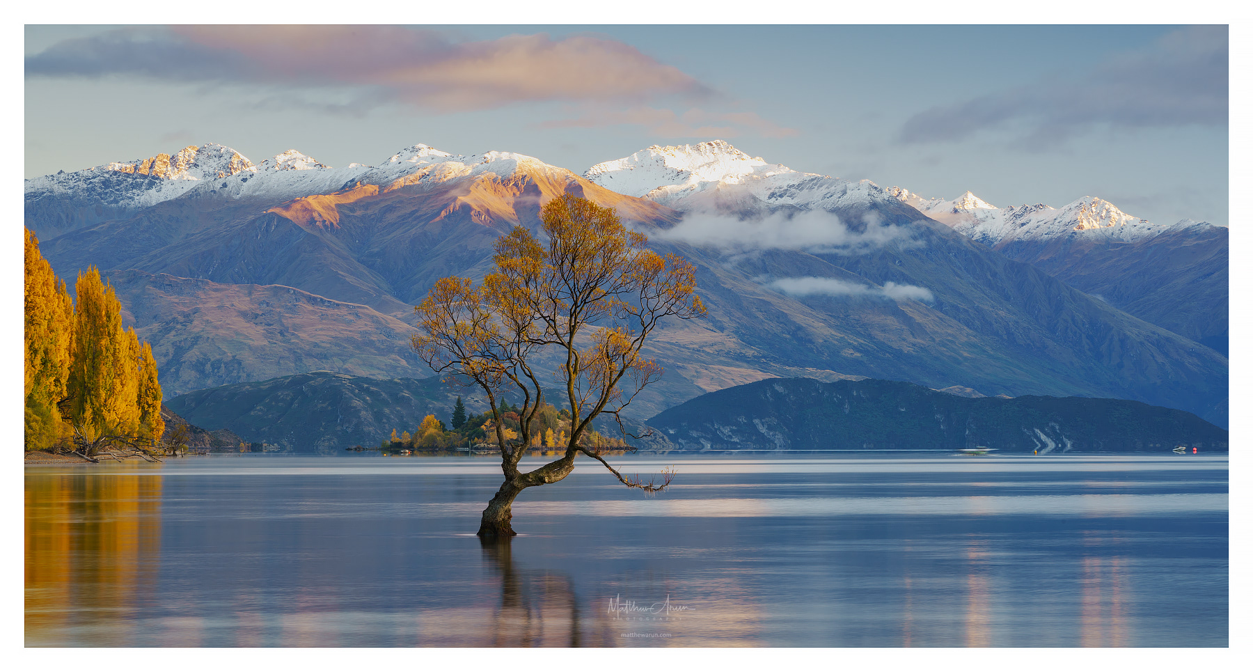 The Wanaka Tree