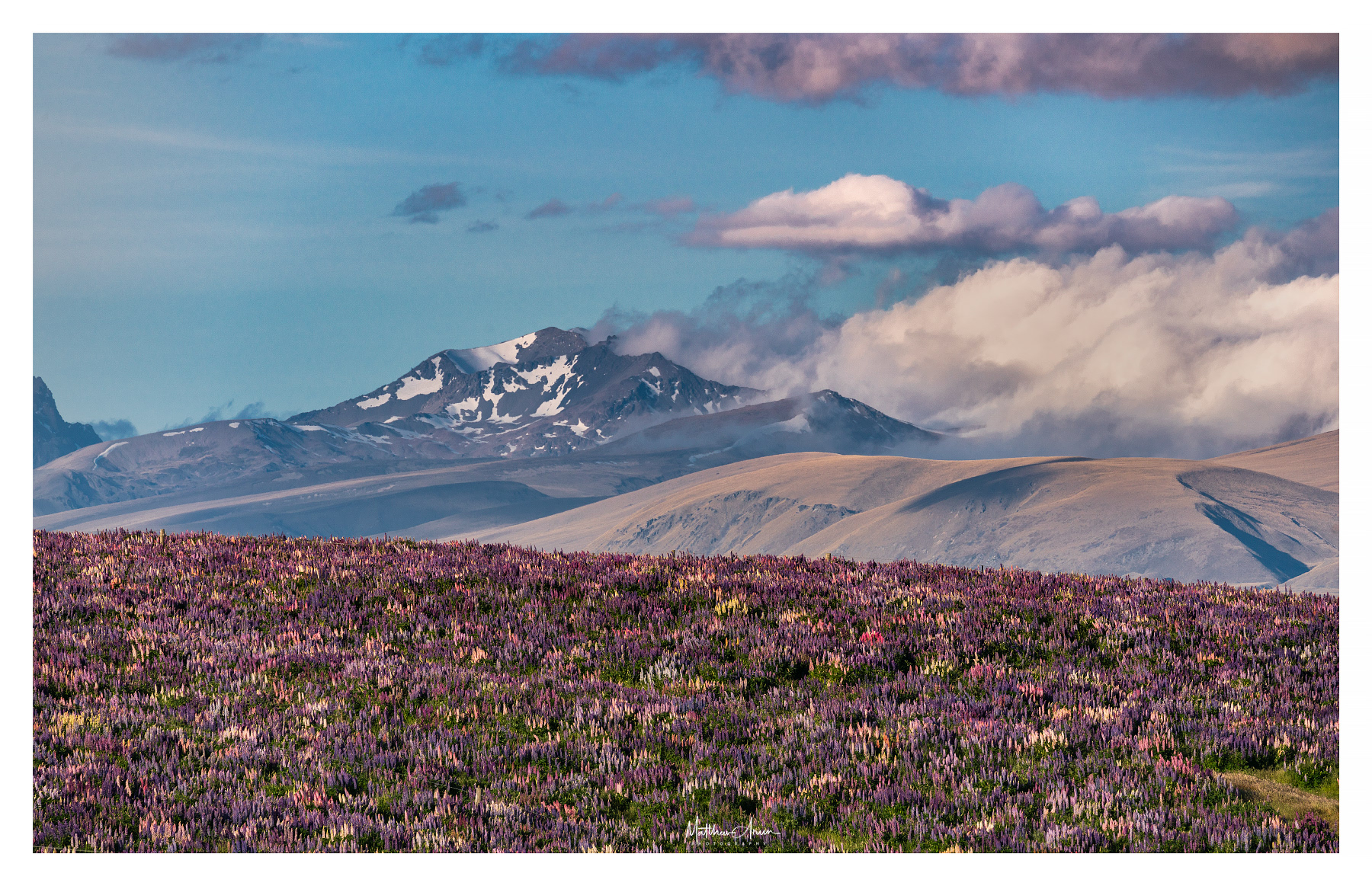 Lupins at Tekapo