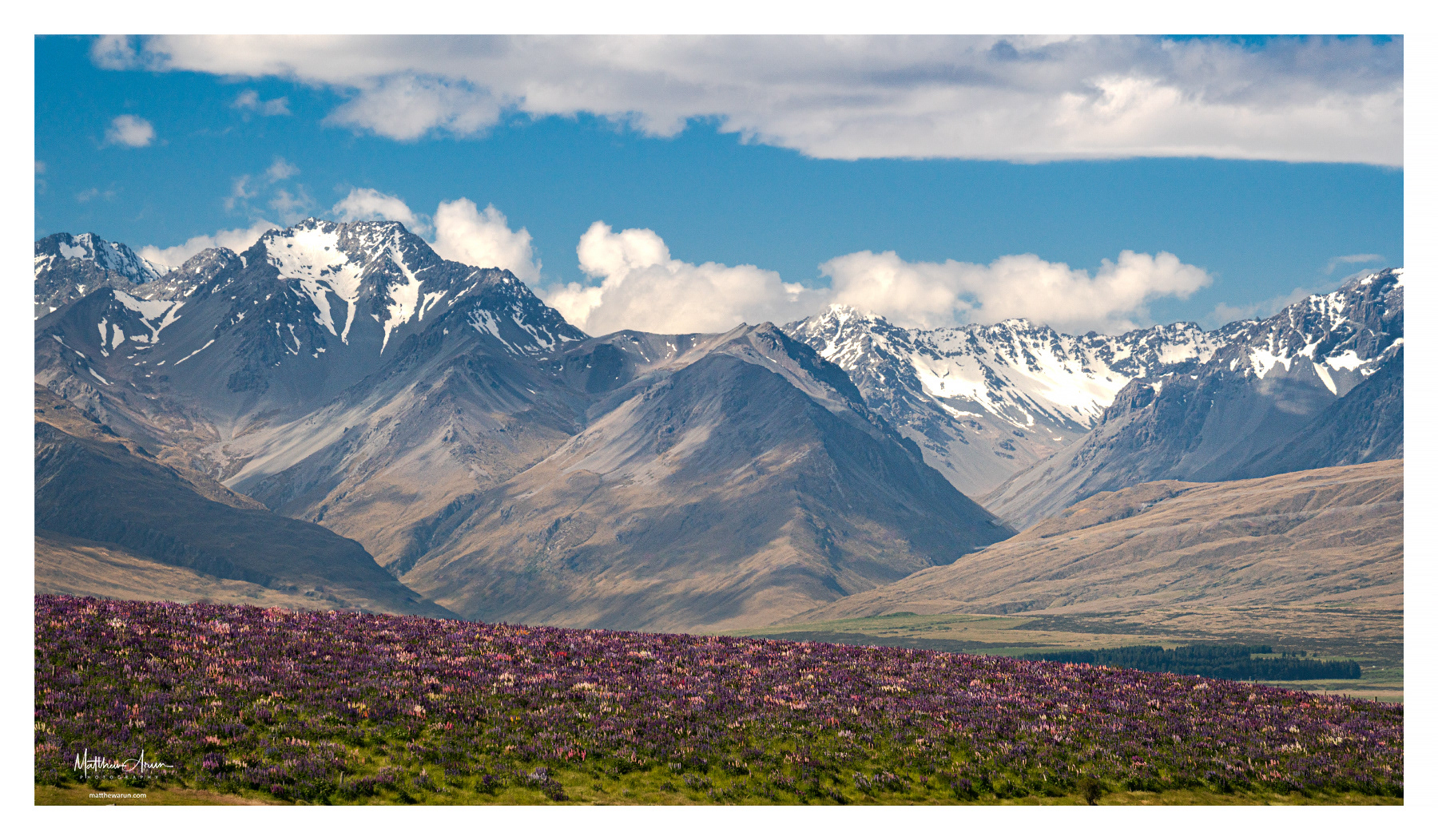 Lupins at Tekapo