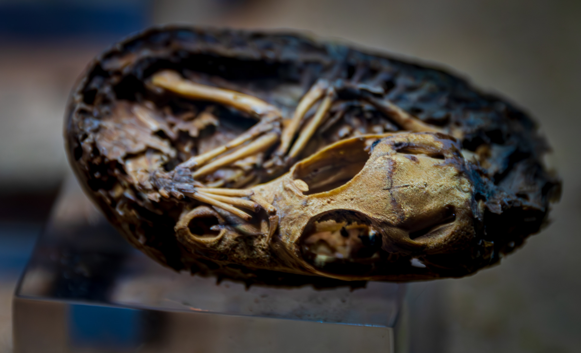 Kom Ombo: Mummified crocodile embryo 