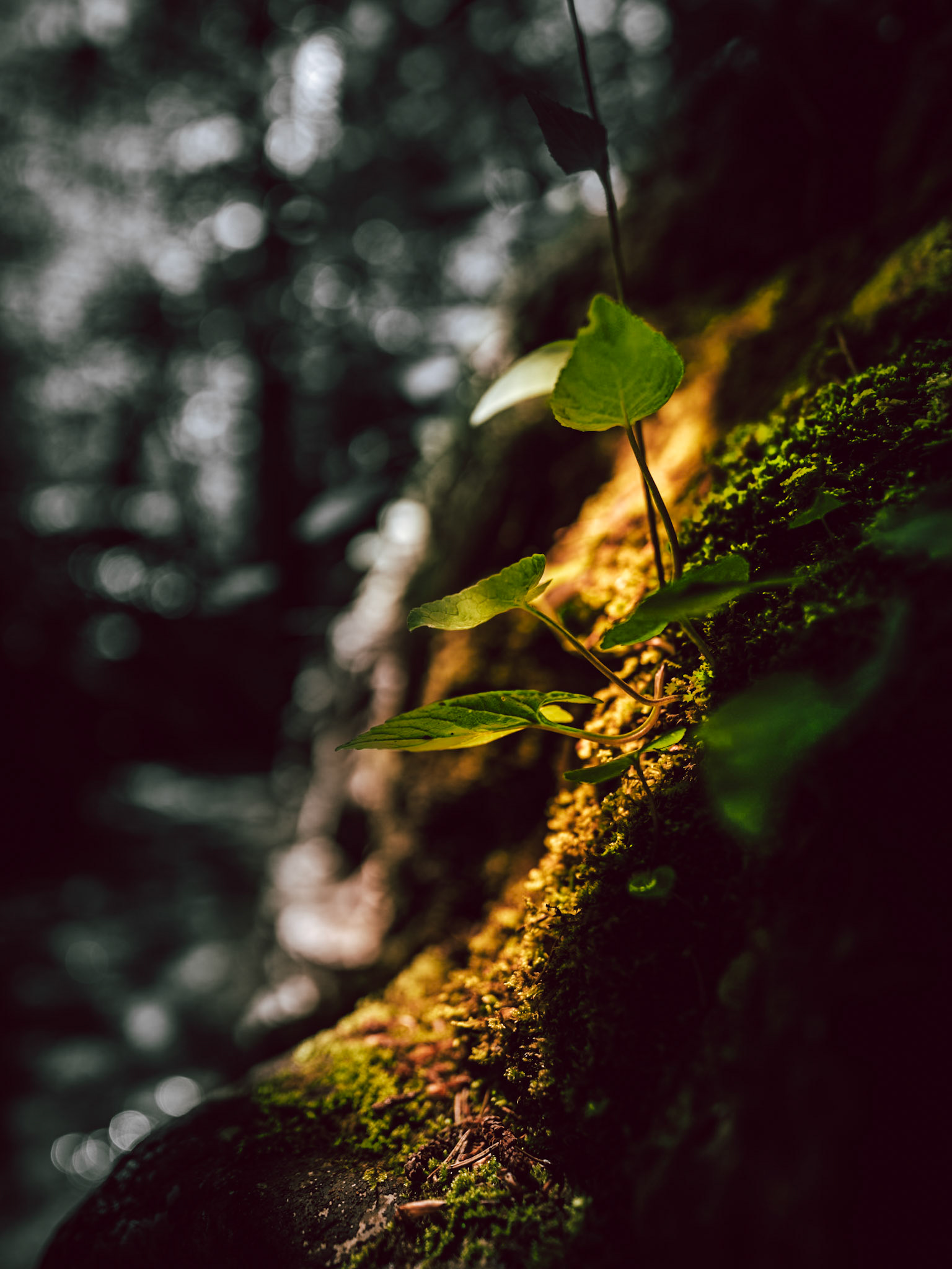 THe sun lightens up some leafs