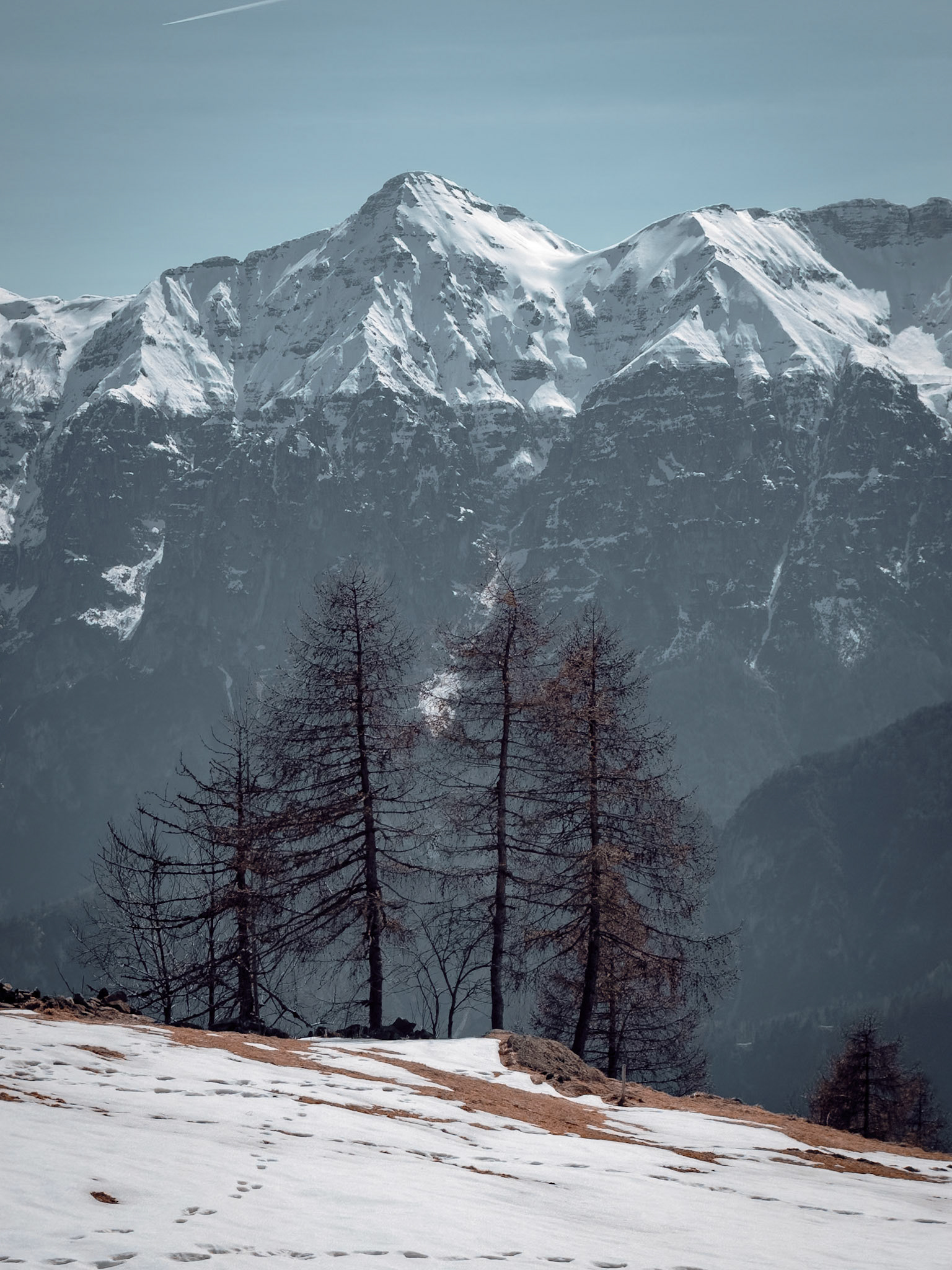 Trees in front of the mountains