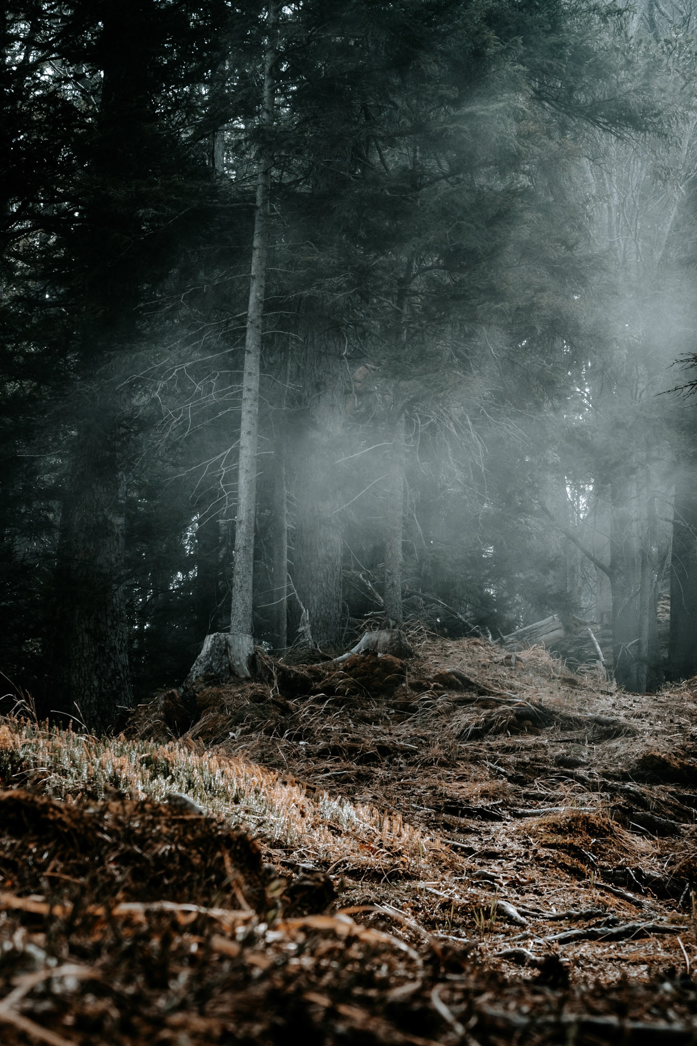 Light and fog in the woods