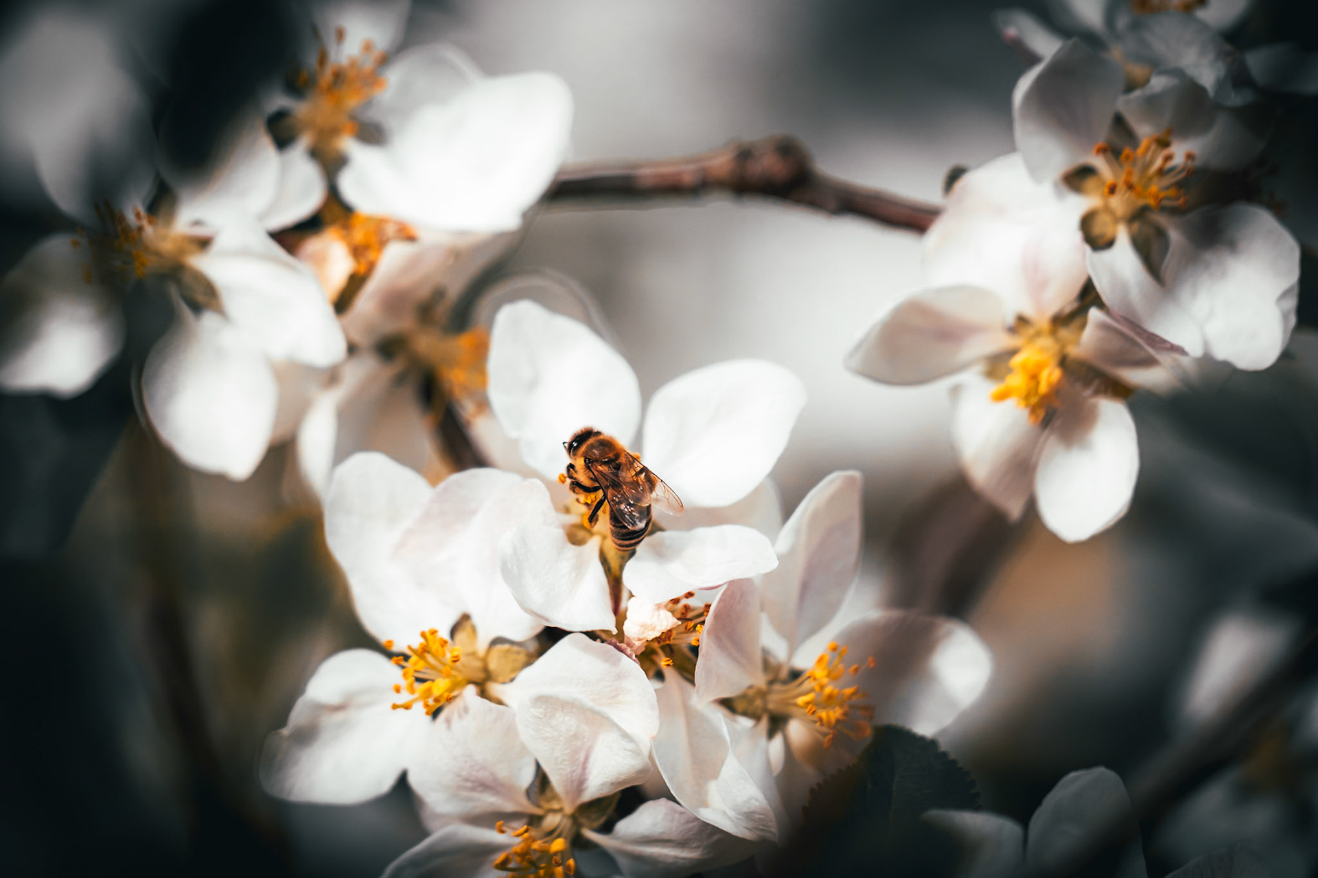 Bee sitting on the bloom