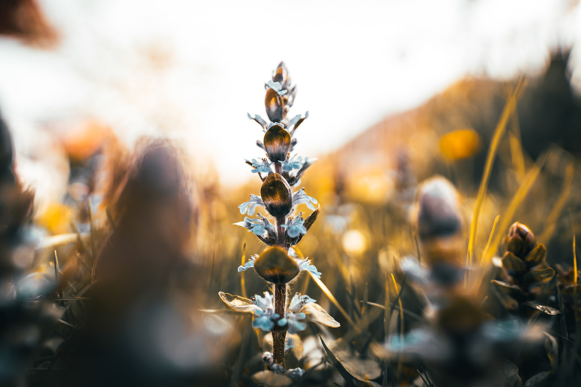 Flower in the garden