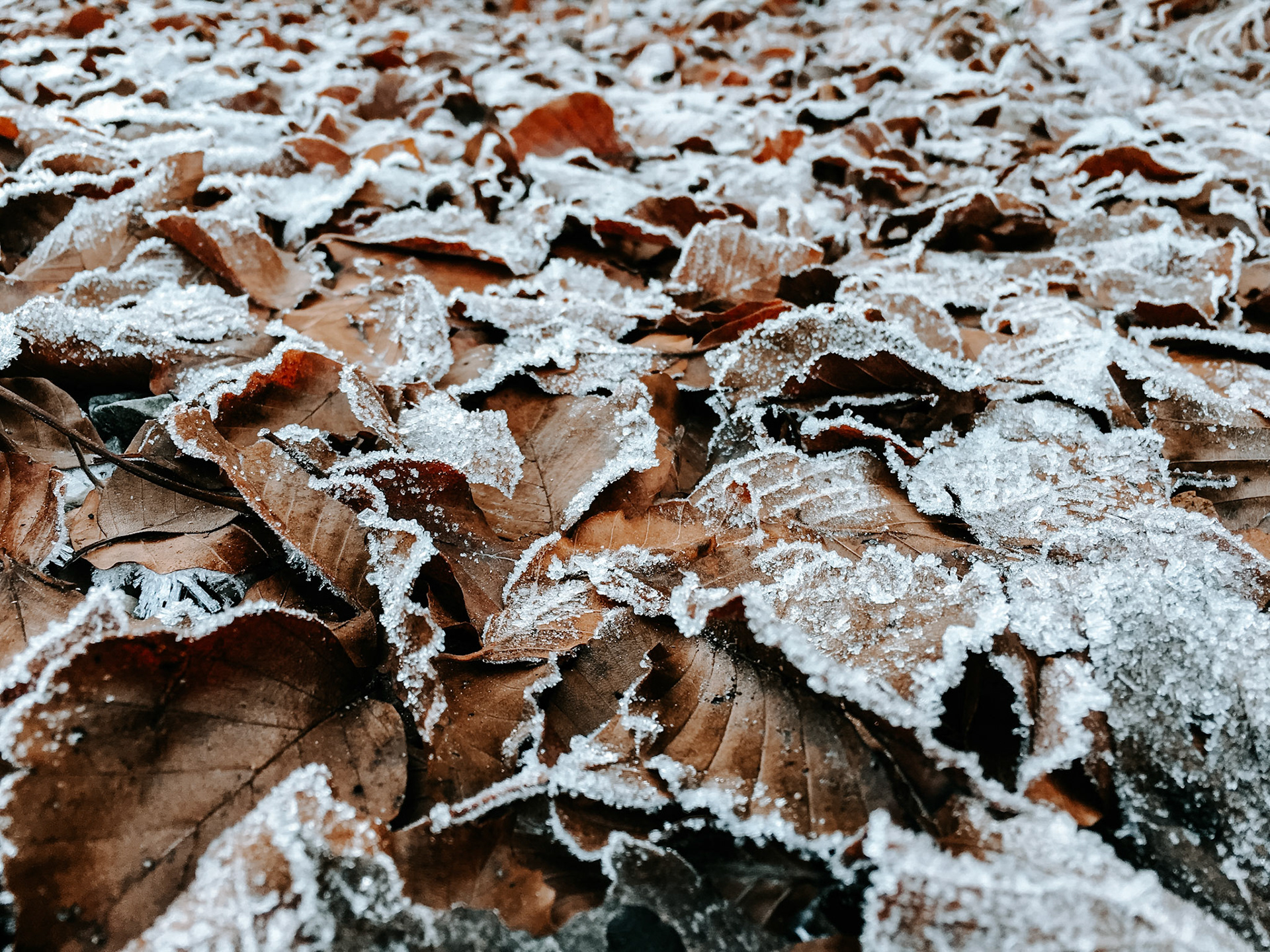 Autumn leaves covered by rough frost