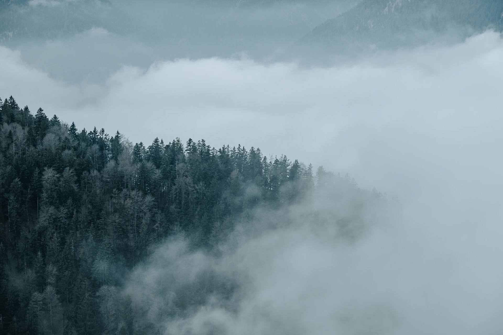 Fog engulfs the forest