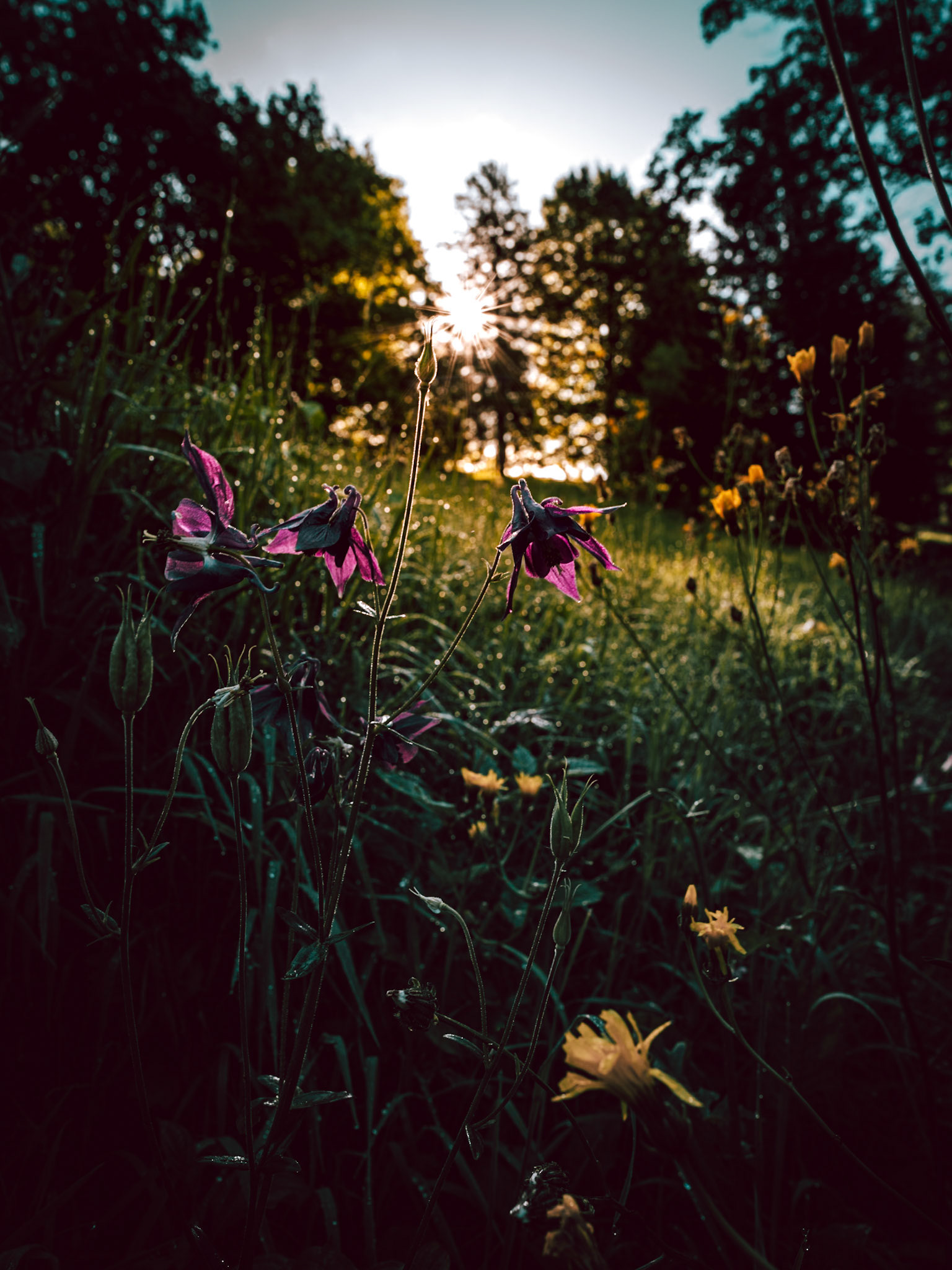 Flowers in the morning light (F9)