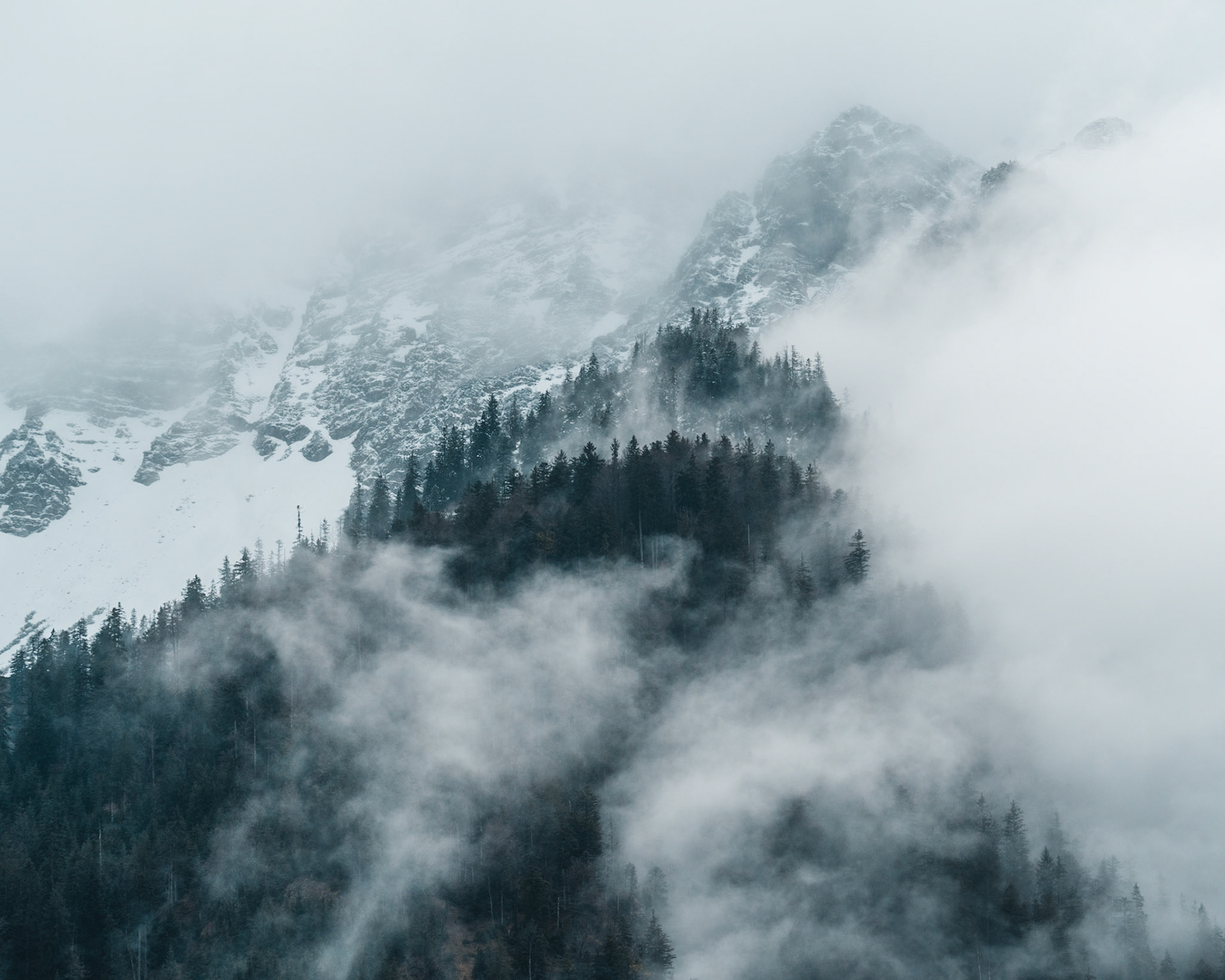 Mist is moving through the woods in winter