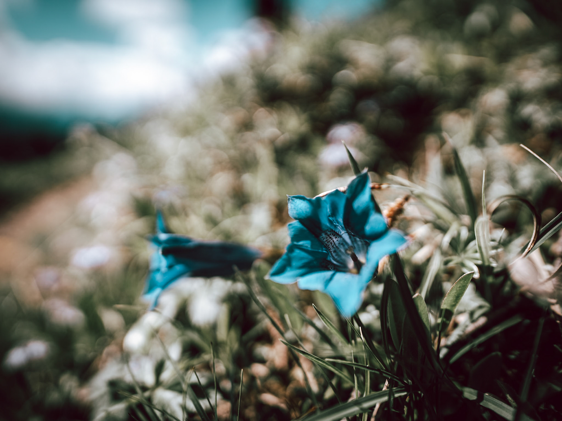 Enzian at Jochberg summit