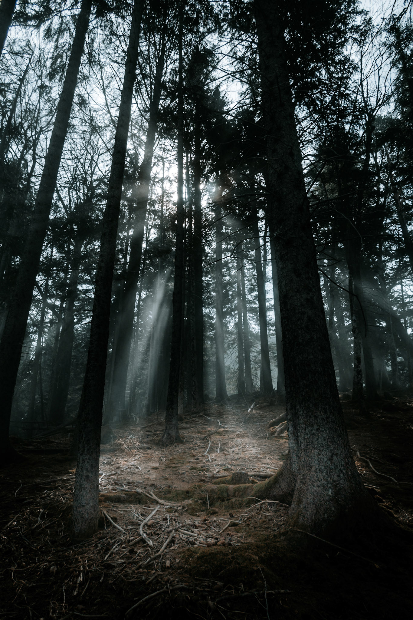 Light shines thorugh the trees