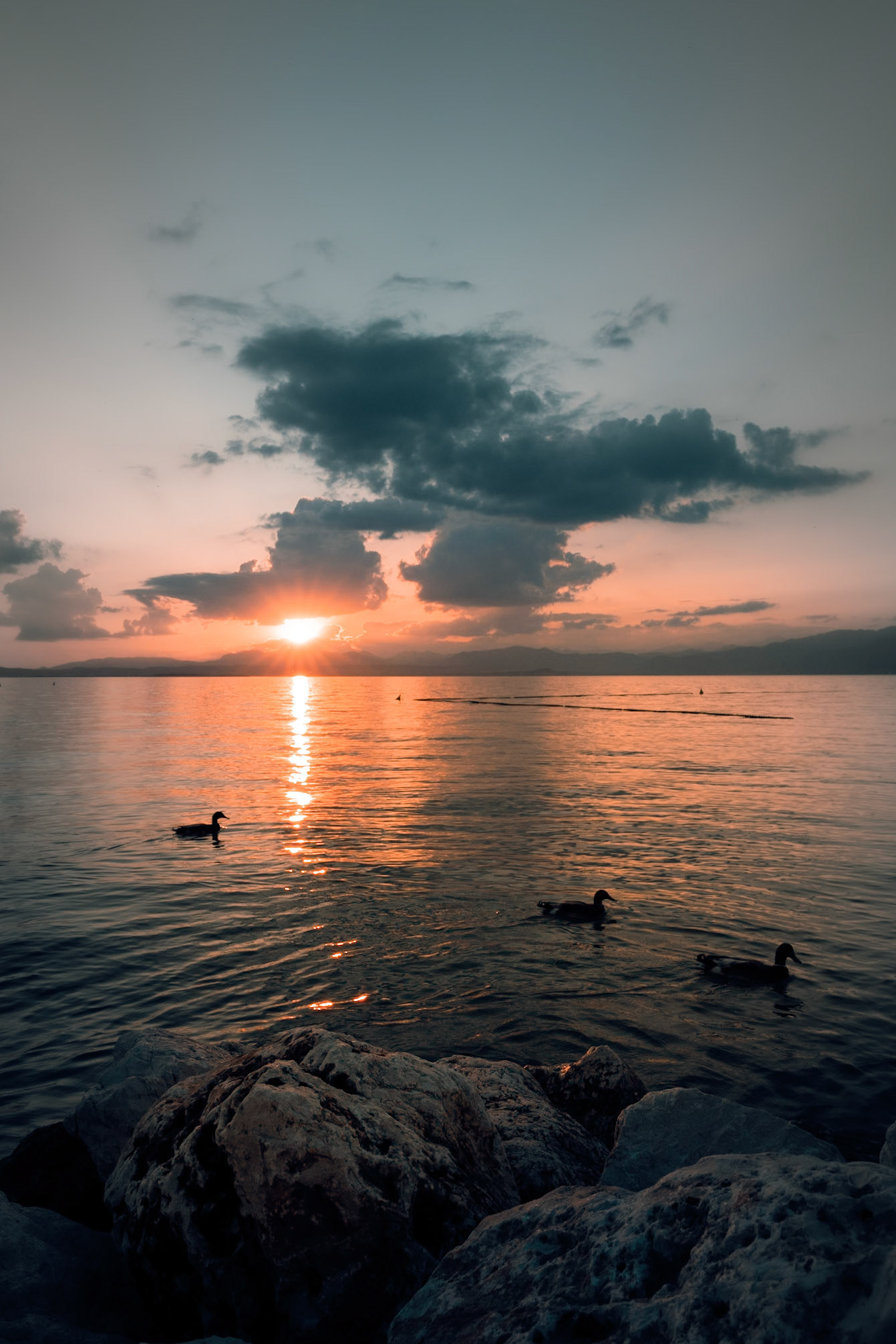 Ducks on Lake Garda during sunset