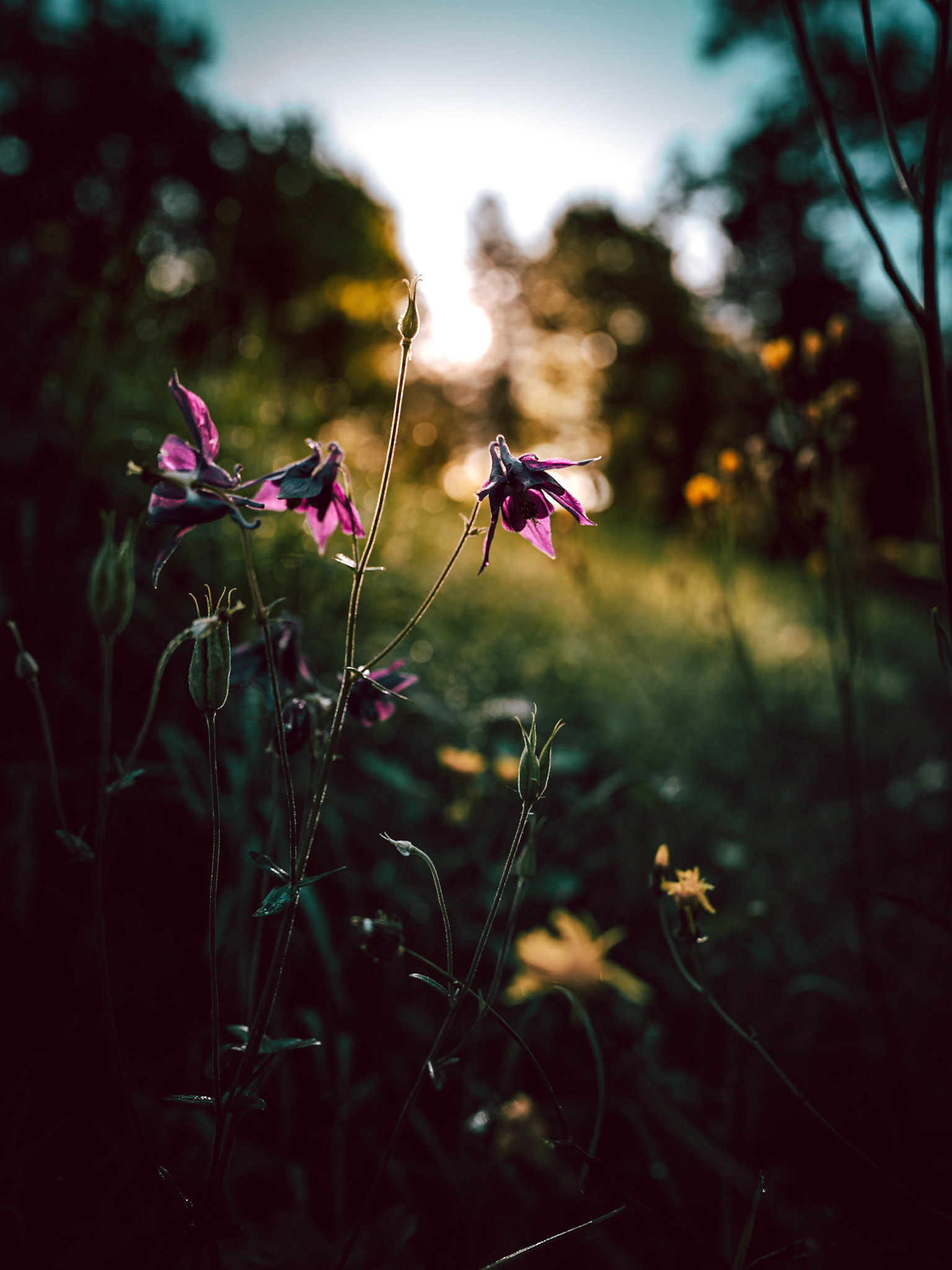 Flowers in the morning light (F1.8)