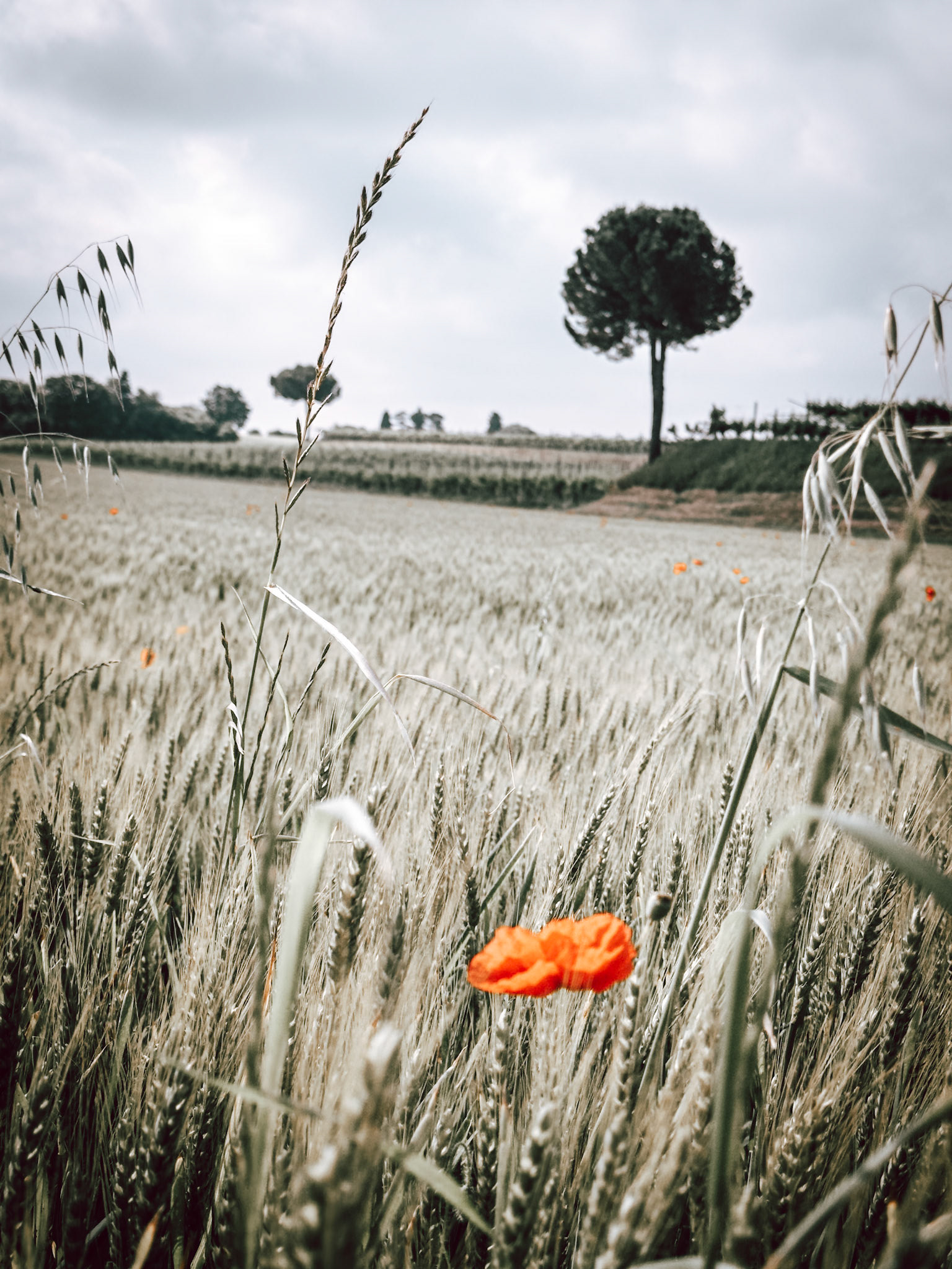 Poppy flower in a wheat field
