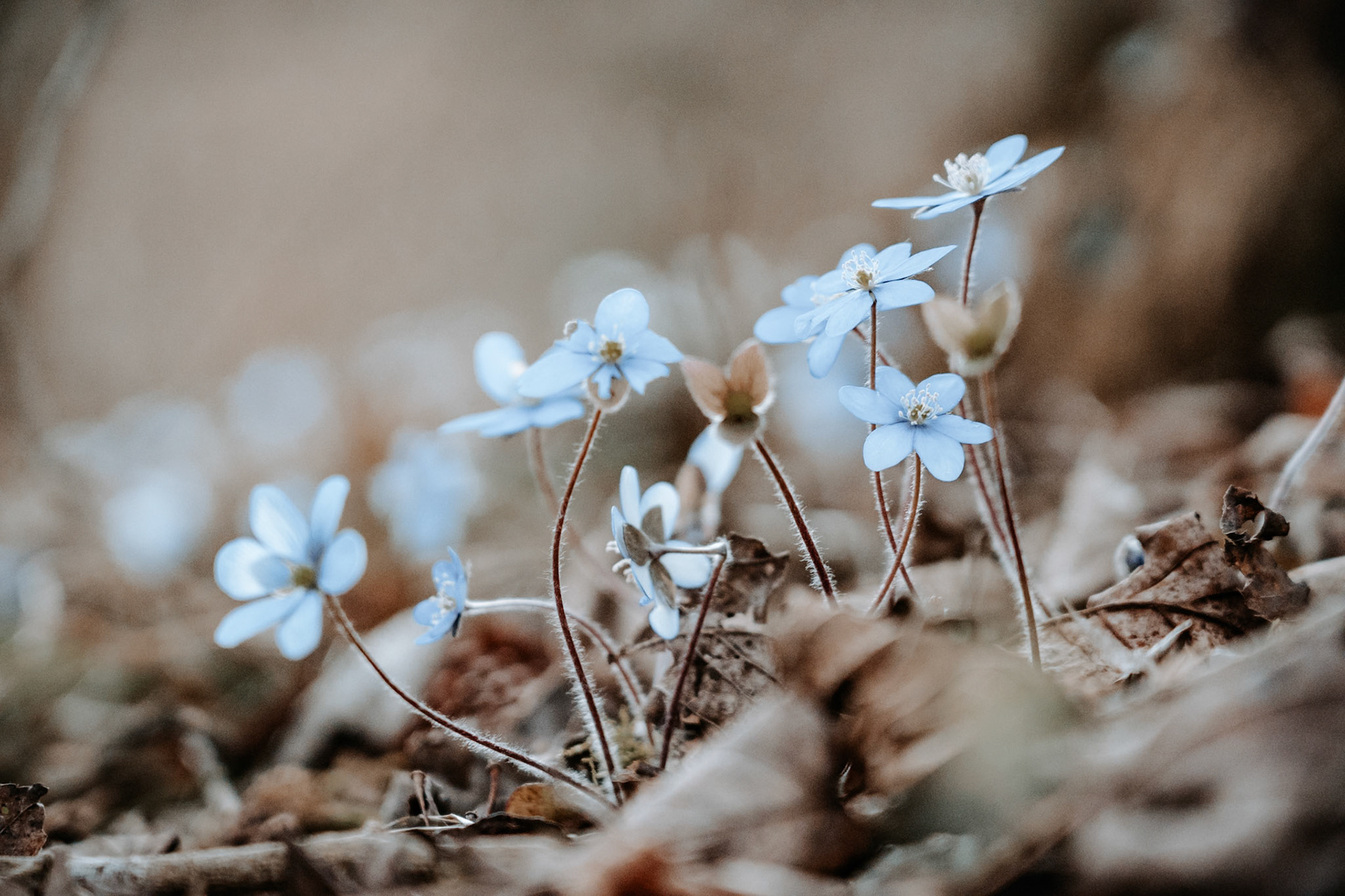 Vergissmeinnicht on the ground