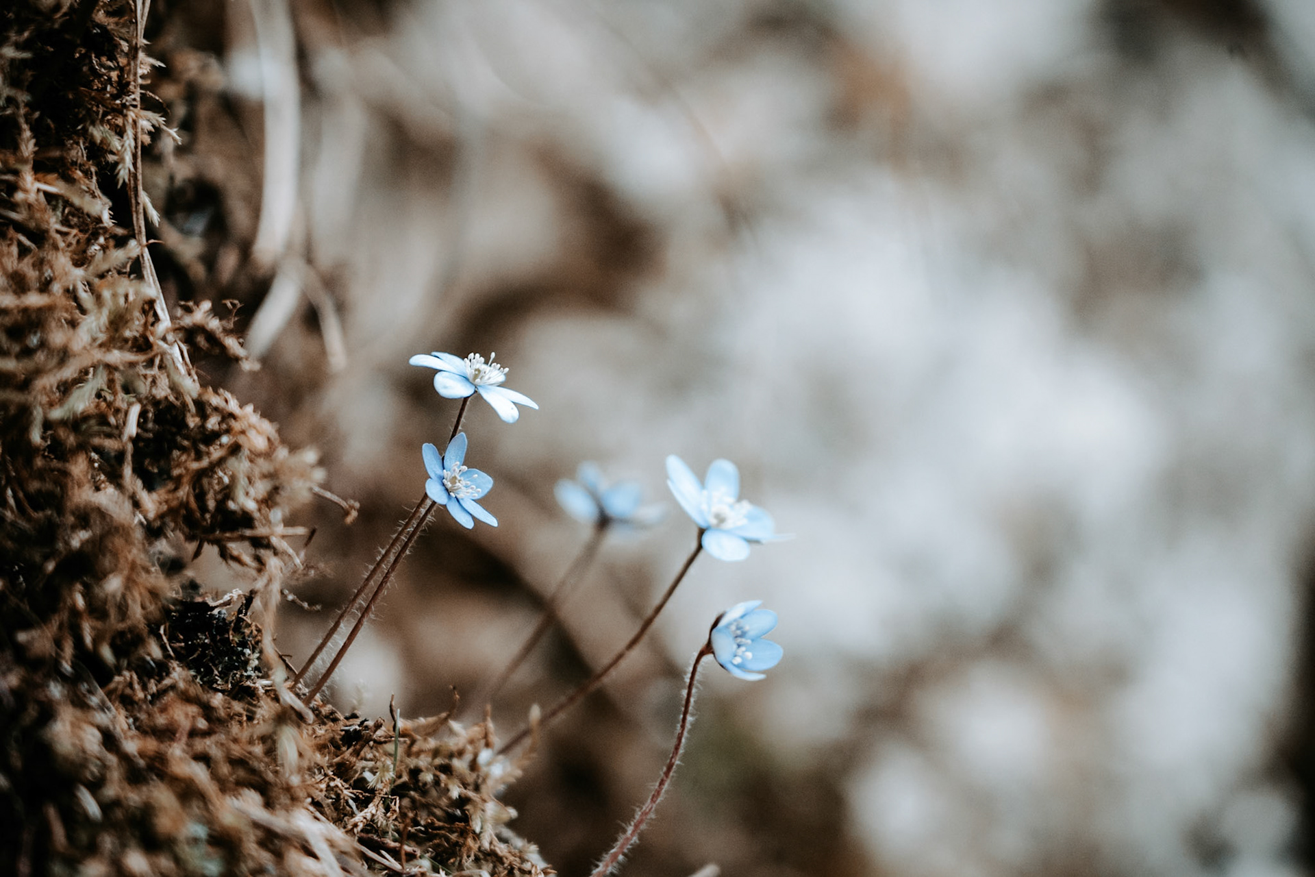 Vergissmeinnicht on a wall