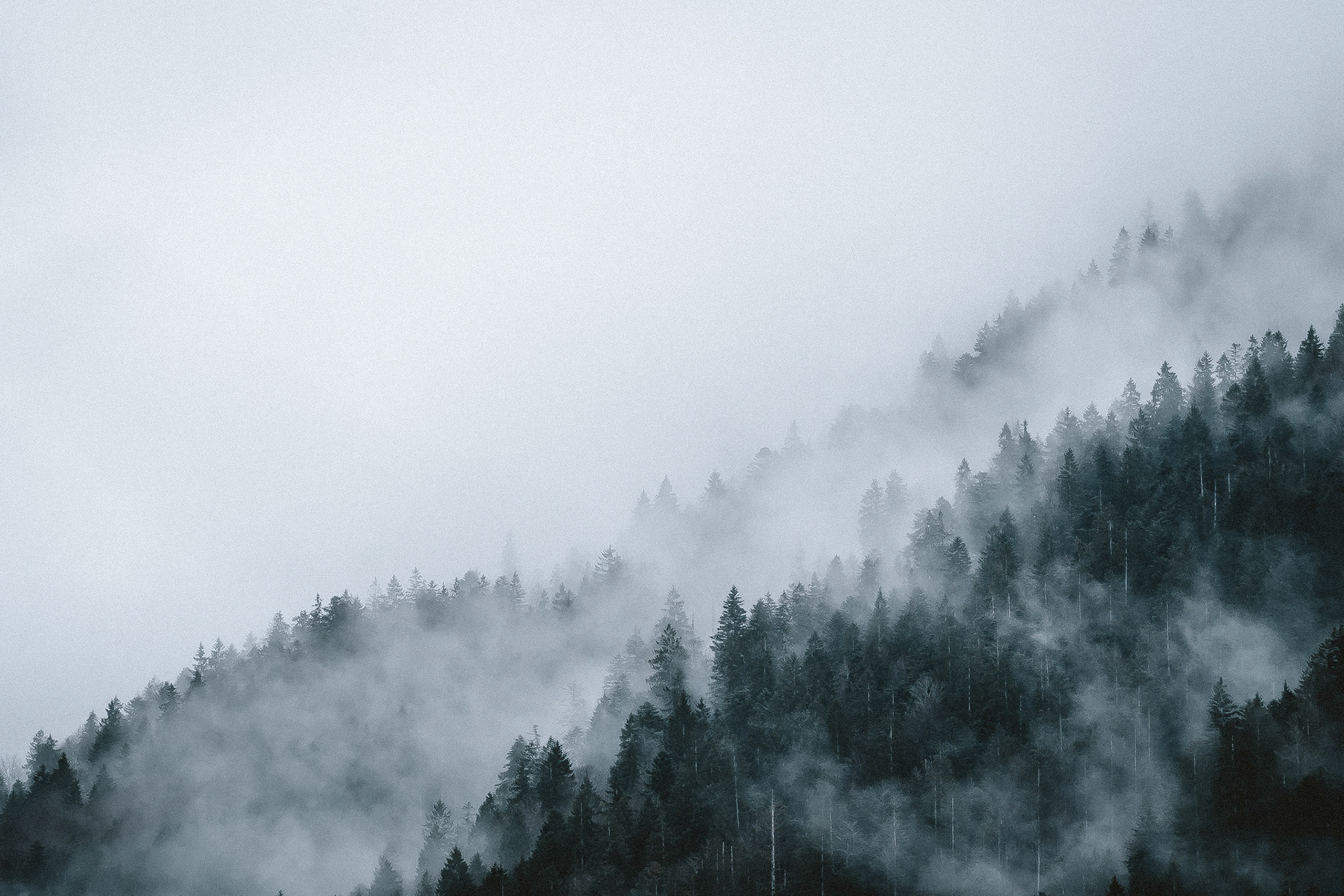 Fog drifts through the forest