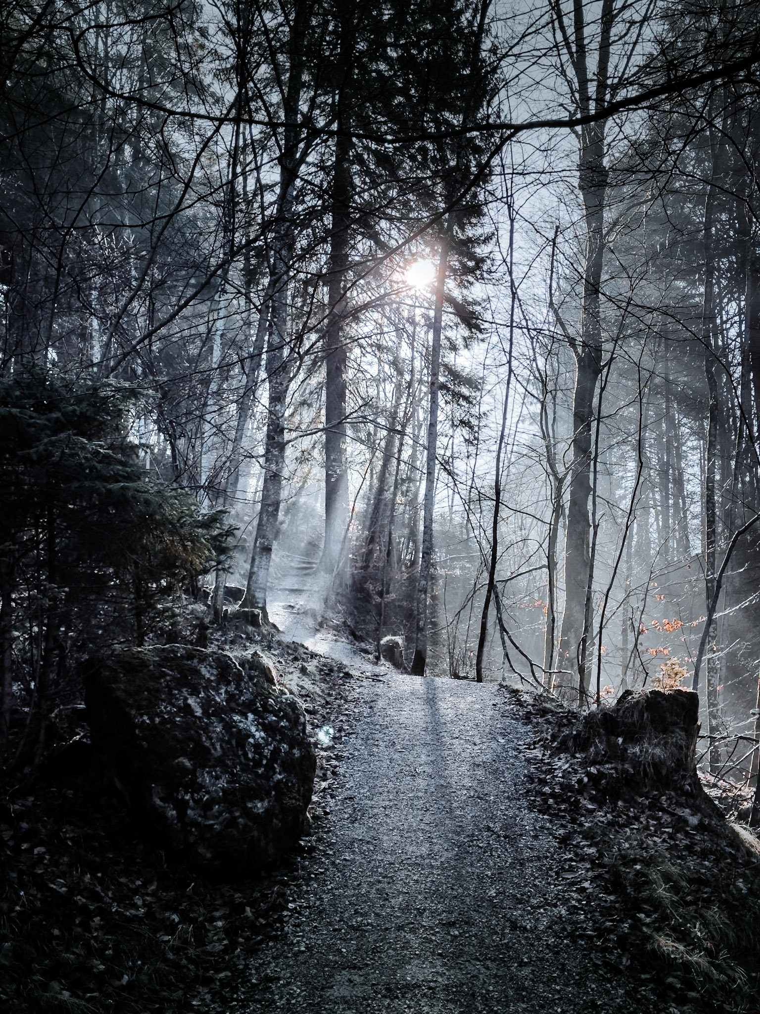 Way up through the moody woods