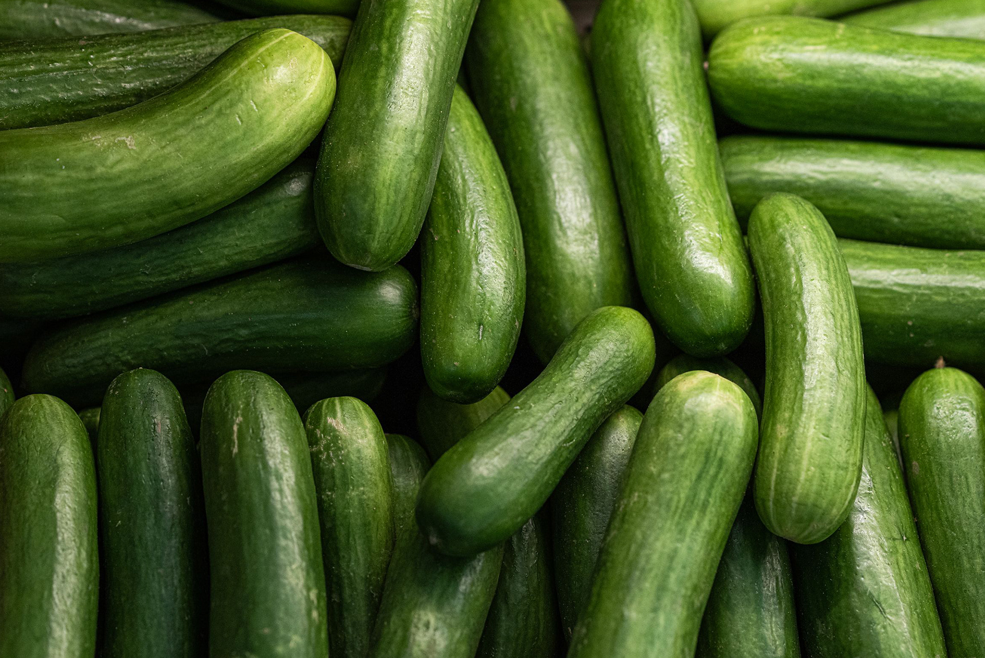 Fresh Cucumbers
