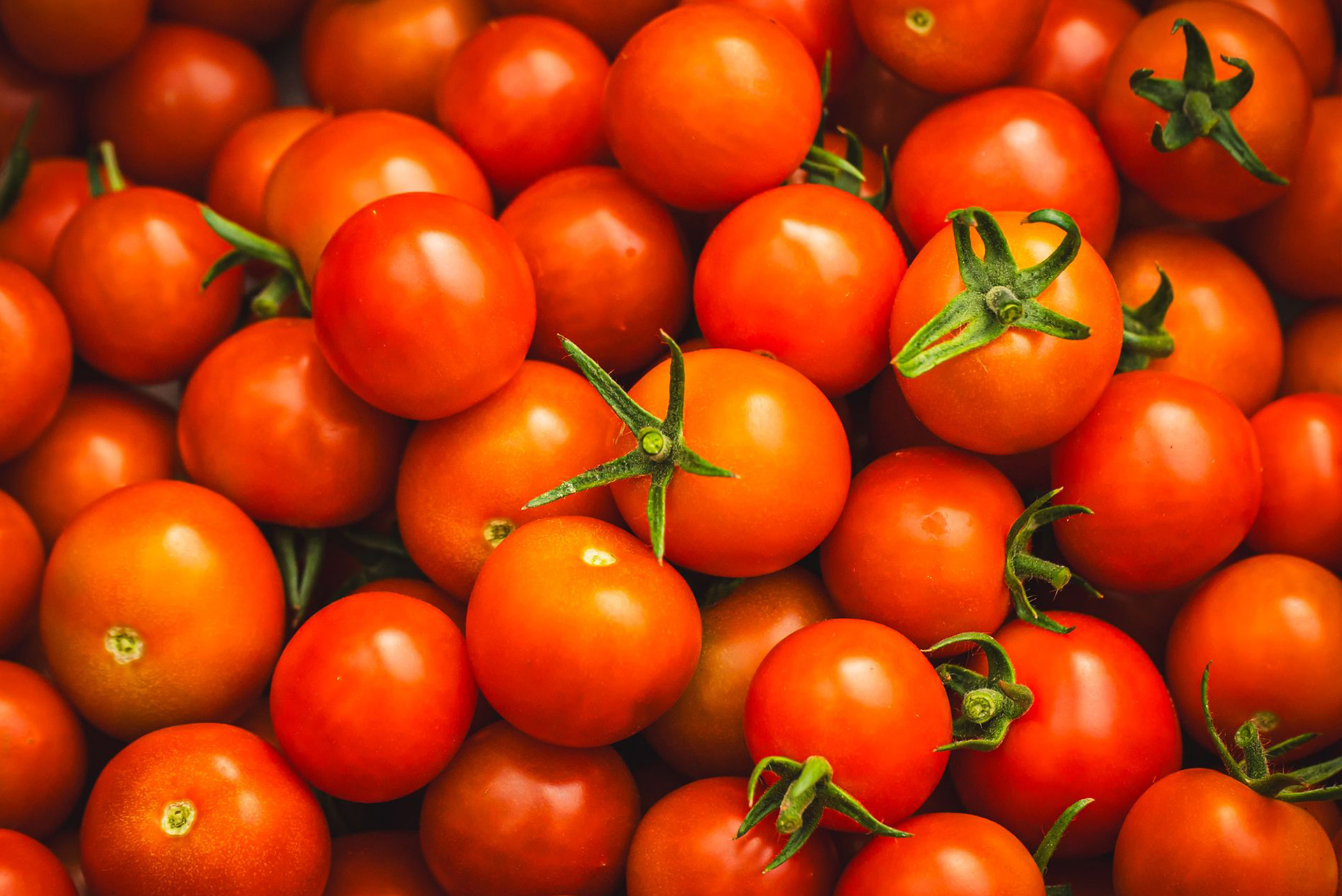 Fresh Tomatoes
