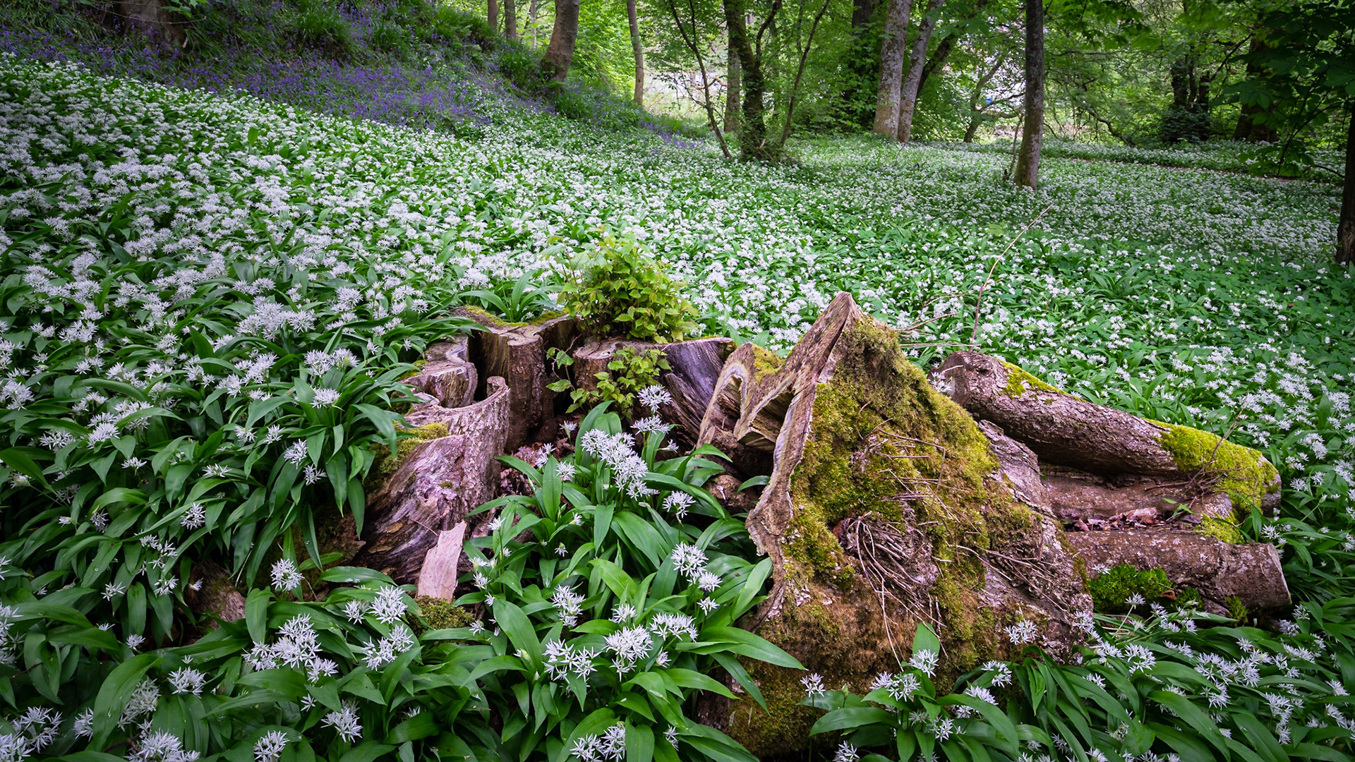 Wild garlic plants consume a fallen log at Golspie.