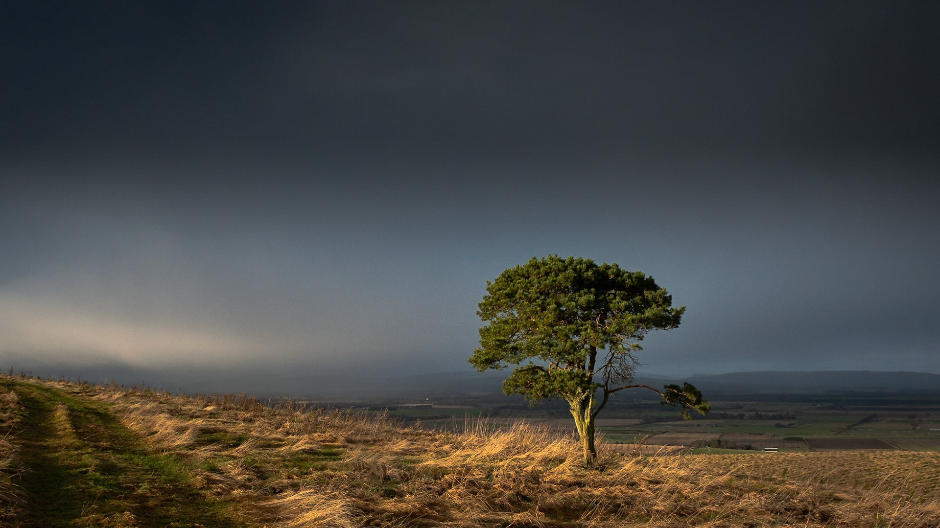 A lone pine on Nigg Hill anticipates the storm to come.
