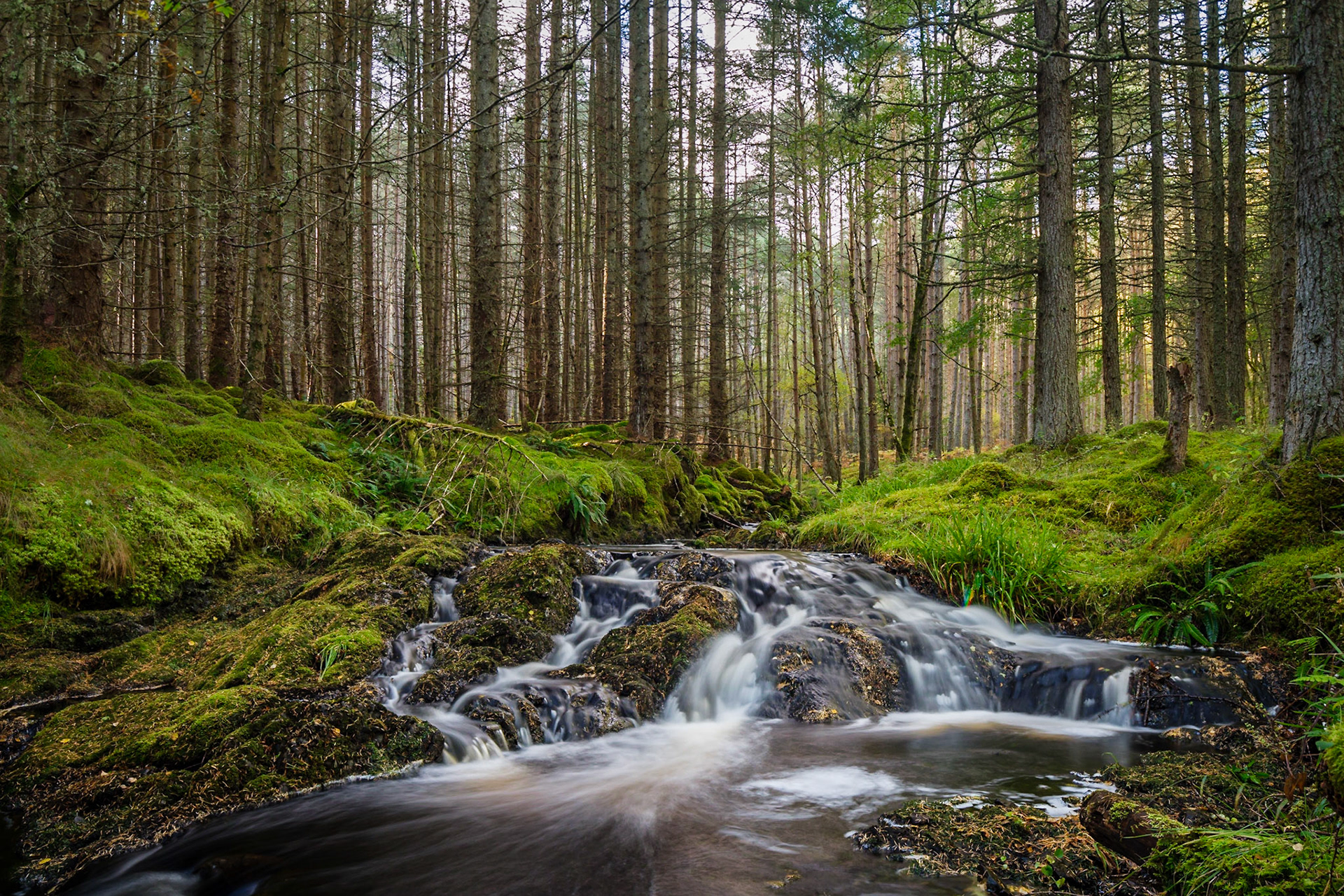 The beautiful Culrain Burn tumbles through soaring conifer woodland.