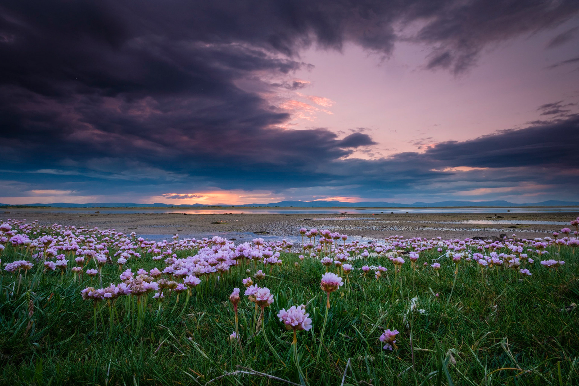 Sea pinks match the evening sky at Inver, Easter Ross.