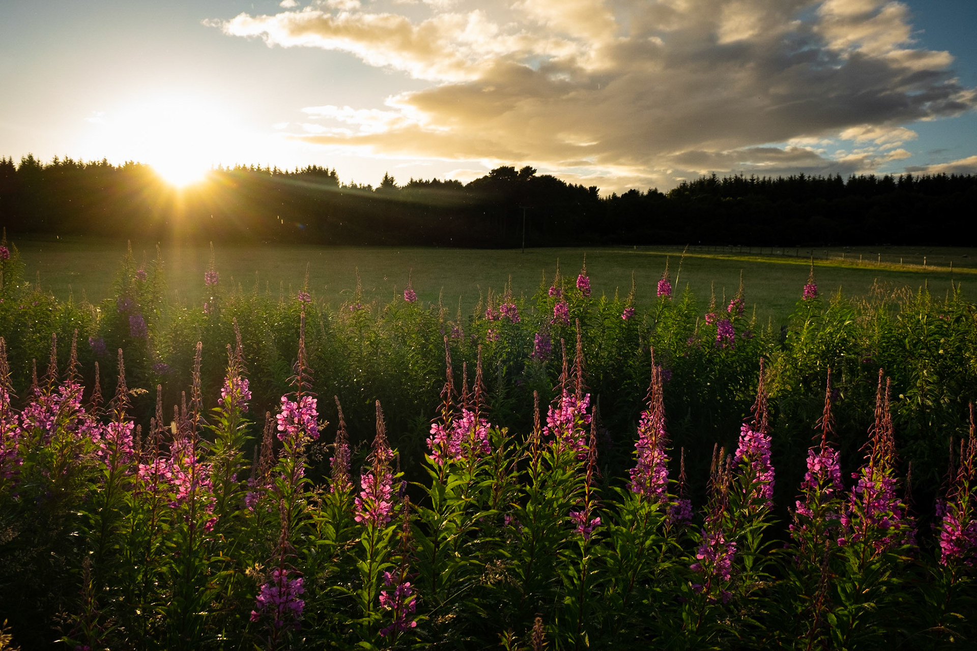 Rosebay Willowherb at Glen Aldie