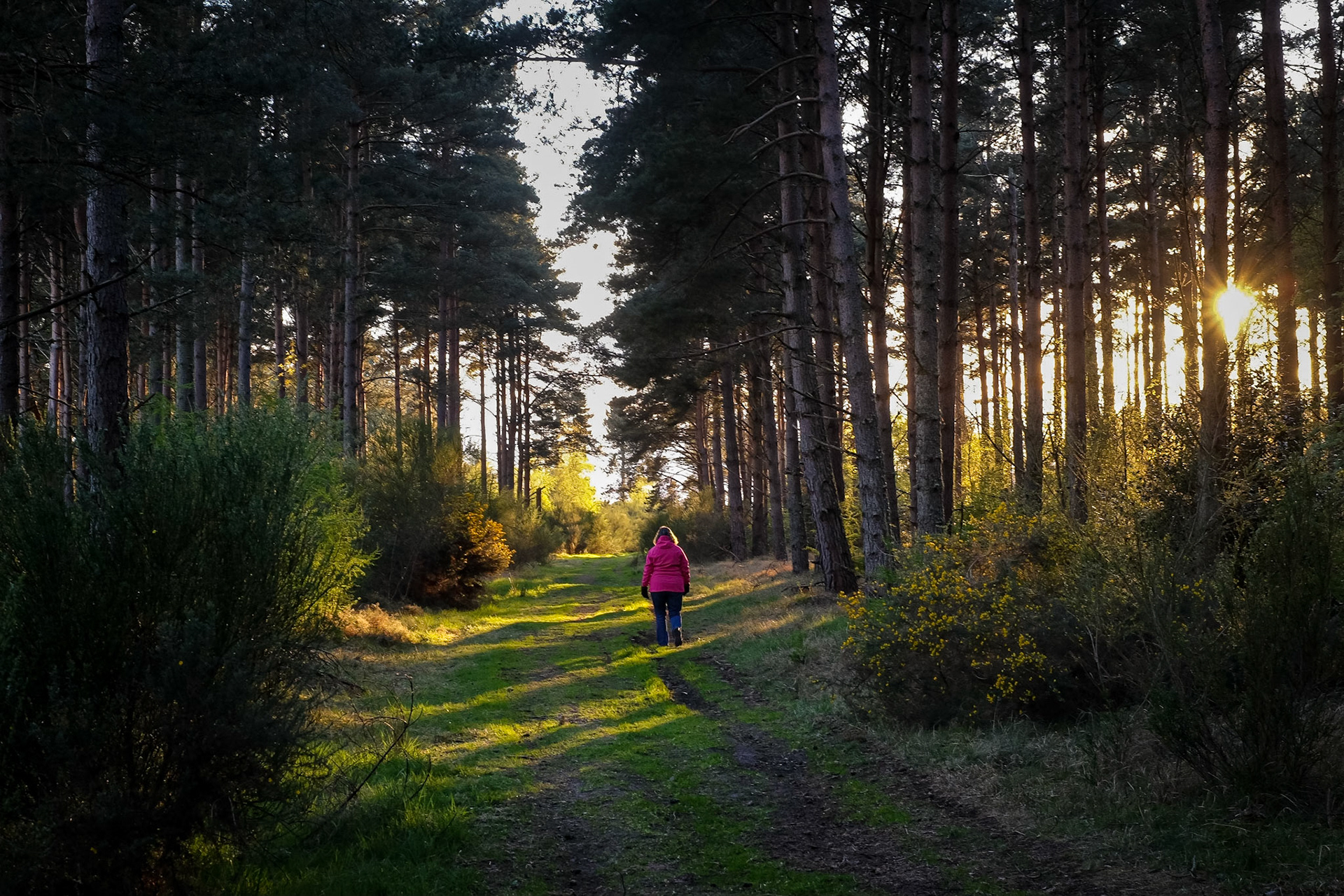 A lone walker enjoys a stroll through winter pinewoods on the Dornoch Firth coast.