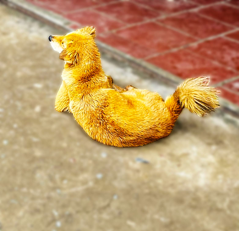 Adorable Dog in Cat Cat Village