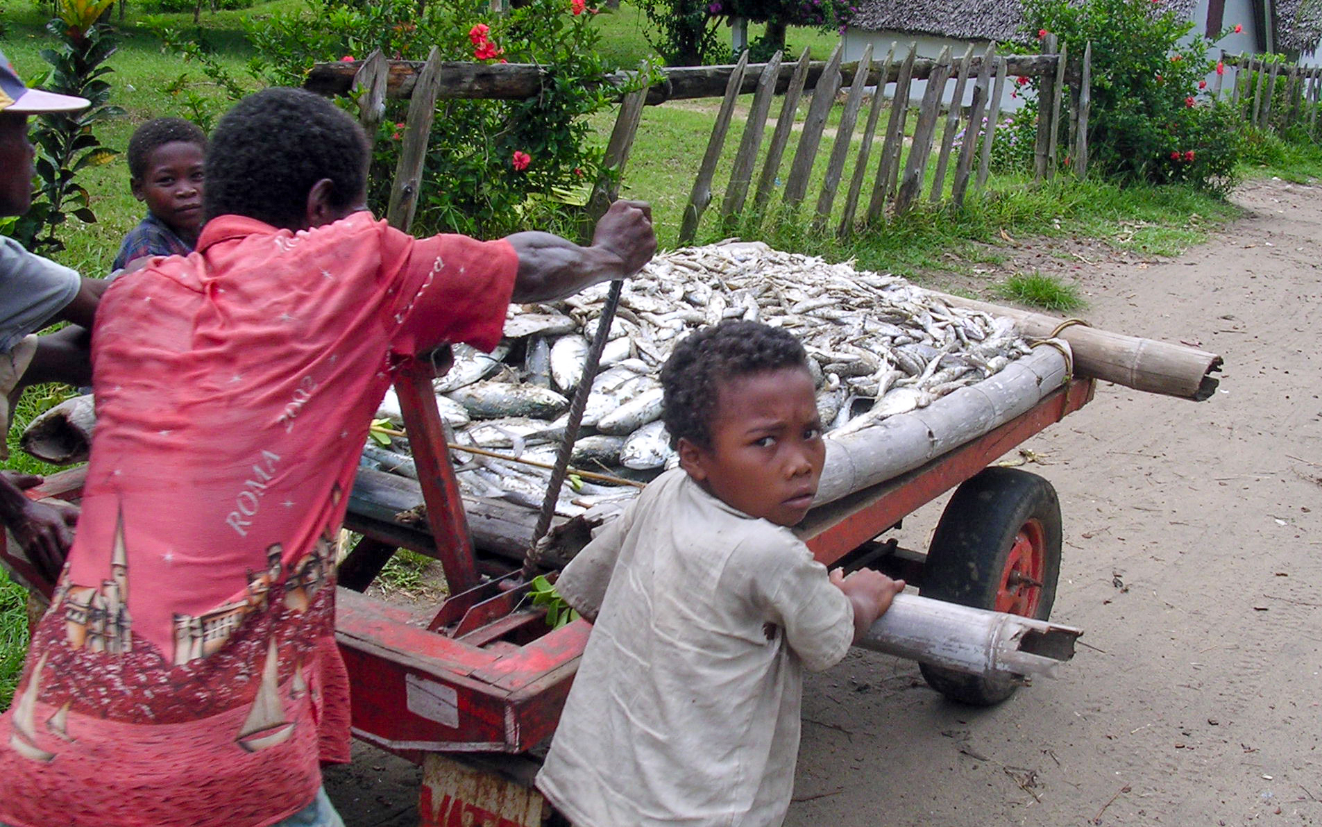Fischtransport an der Ostküste zum Dorfmarkt