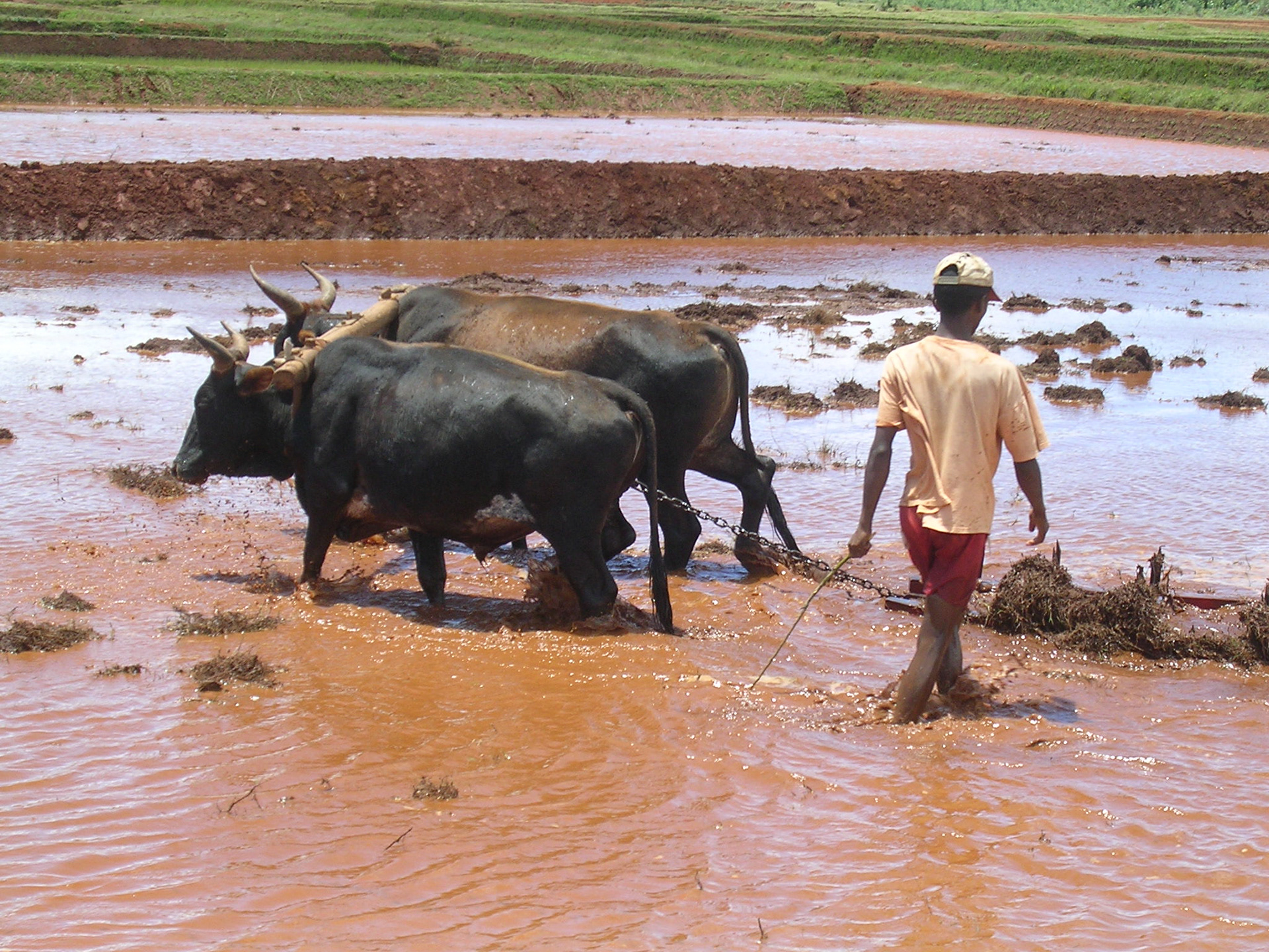 Reisbauer beim Pflügen seines Feldes im zentralen Hochland