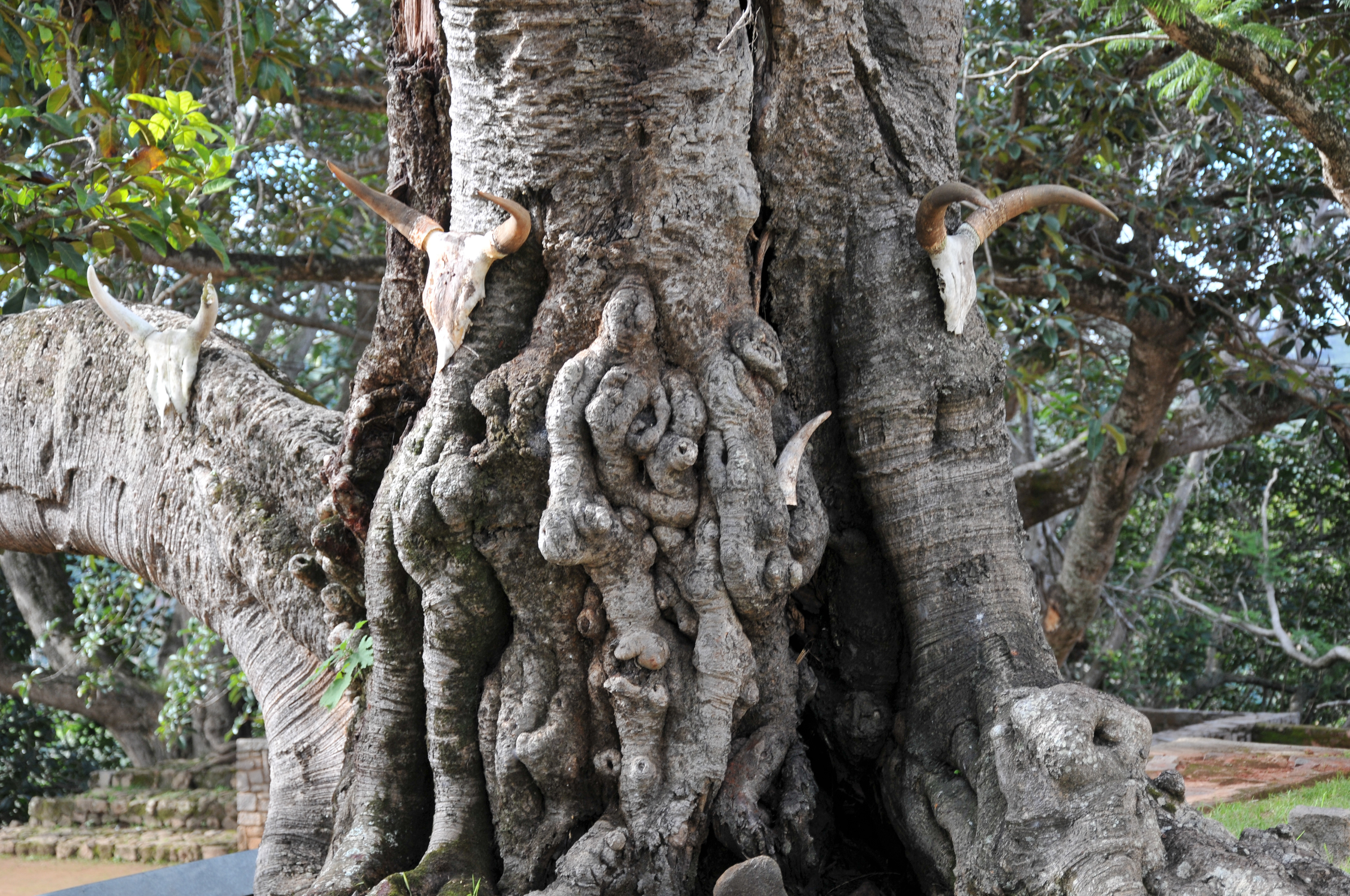 heiliger Baum im Zugang zum Königspalast von Ambohimanga