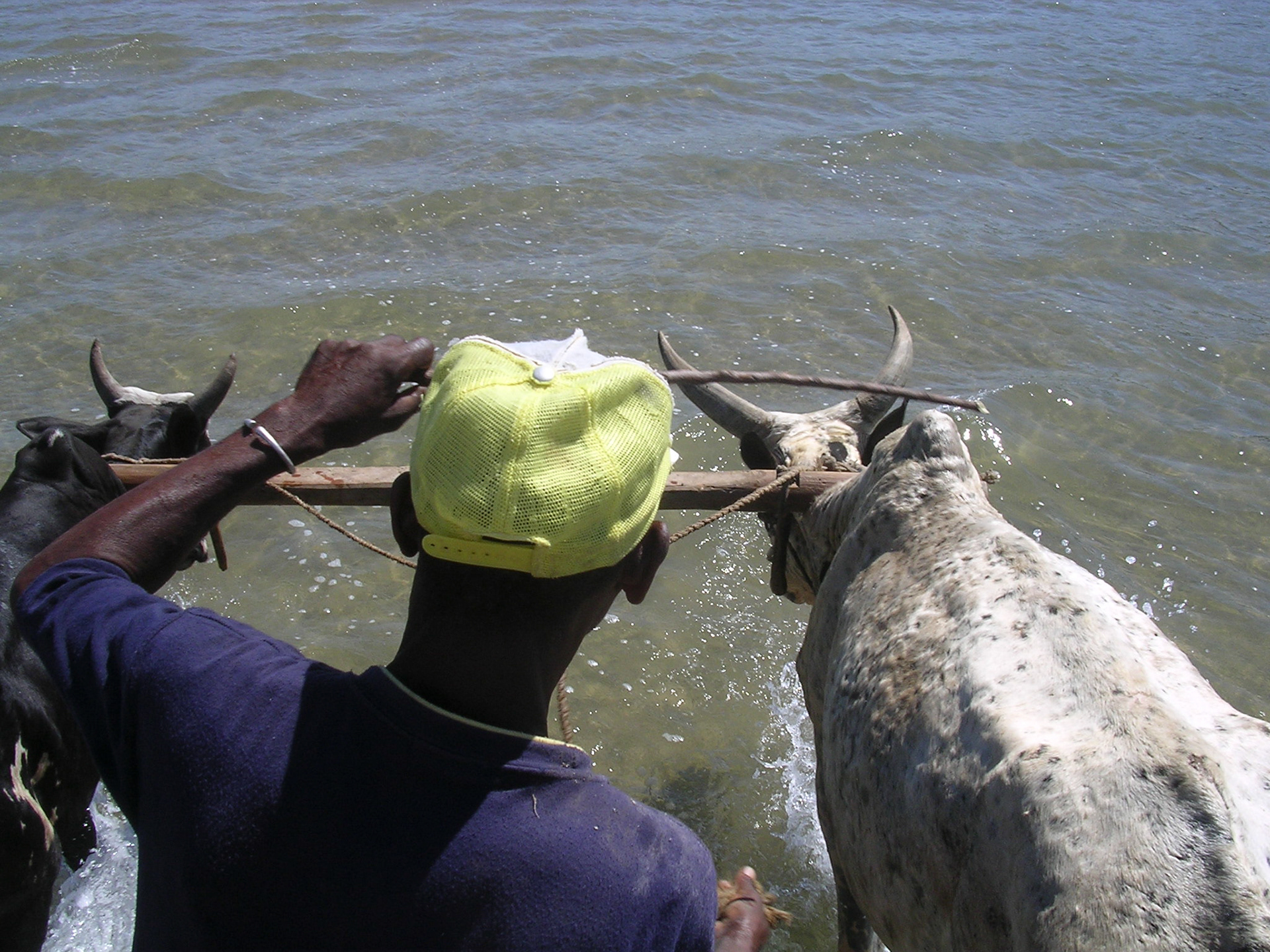 Ochsenkarren als wichtiges Transportmittel auch an der Küste