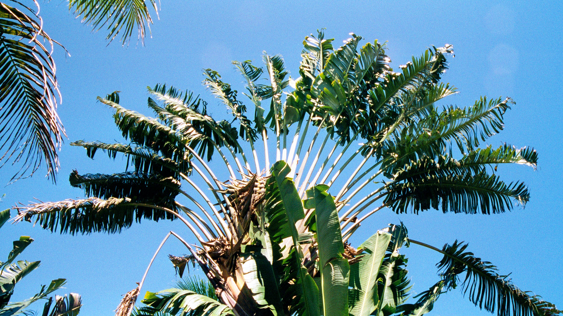 Ravenala Palme, der Baum der Reisenden