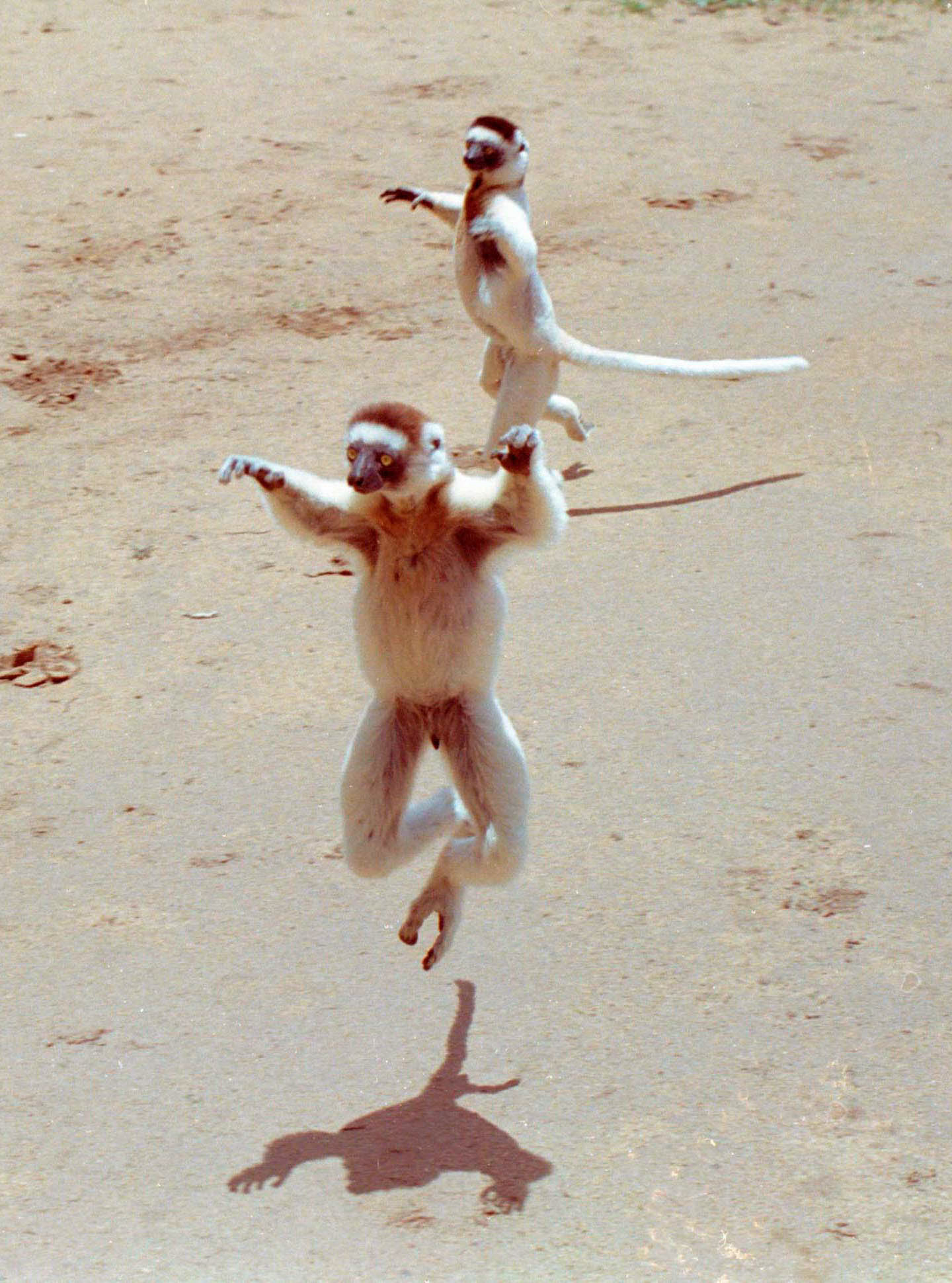 Lemur Sifaka im südlichen Trockengebiet Madagaskars